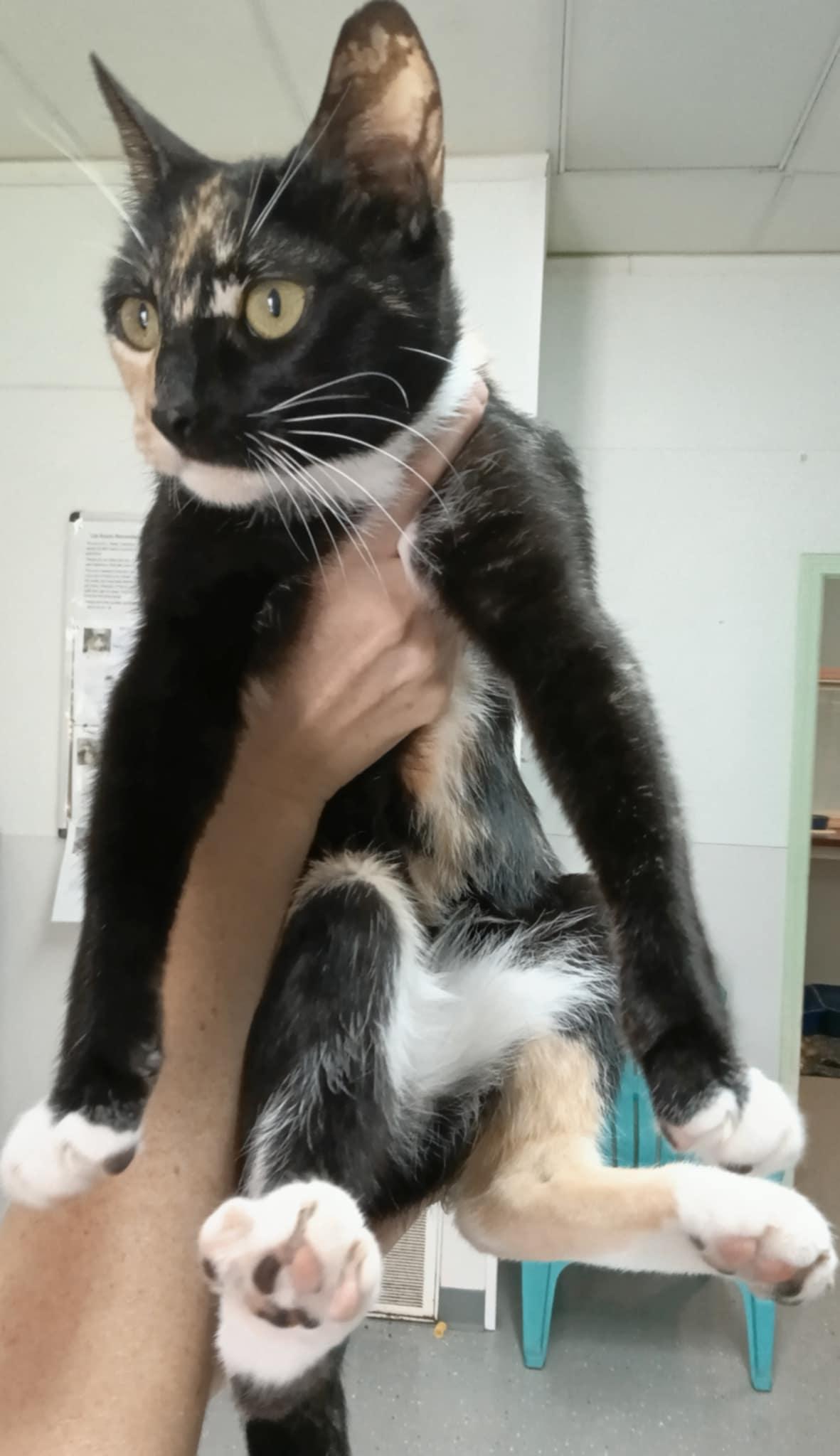 Juniper, Adult Female unknown