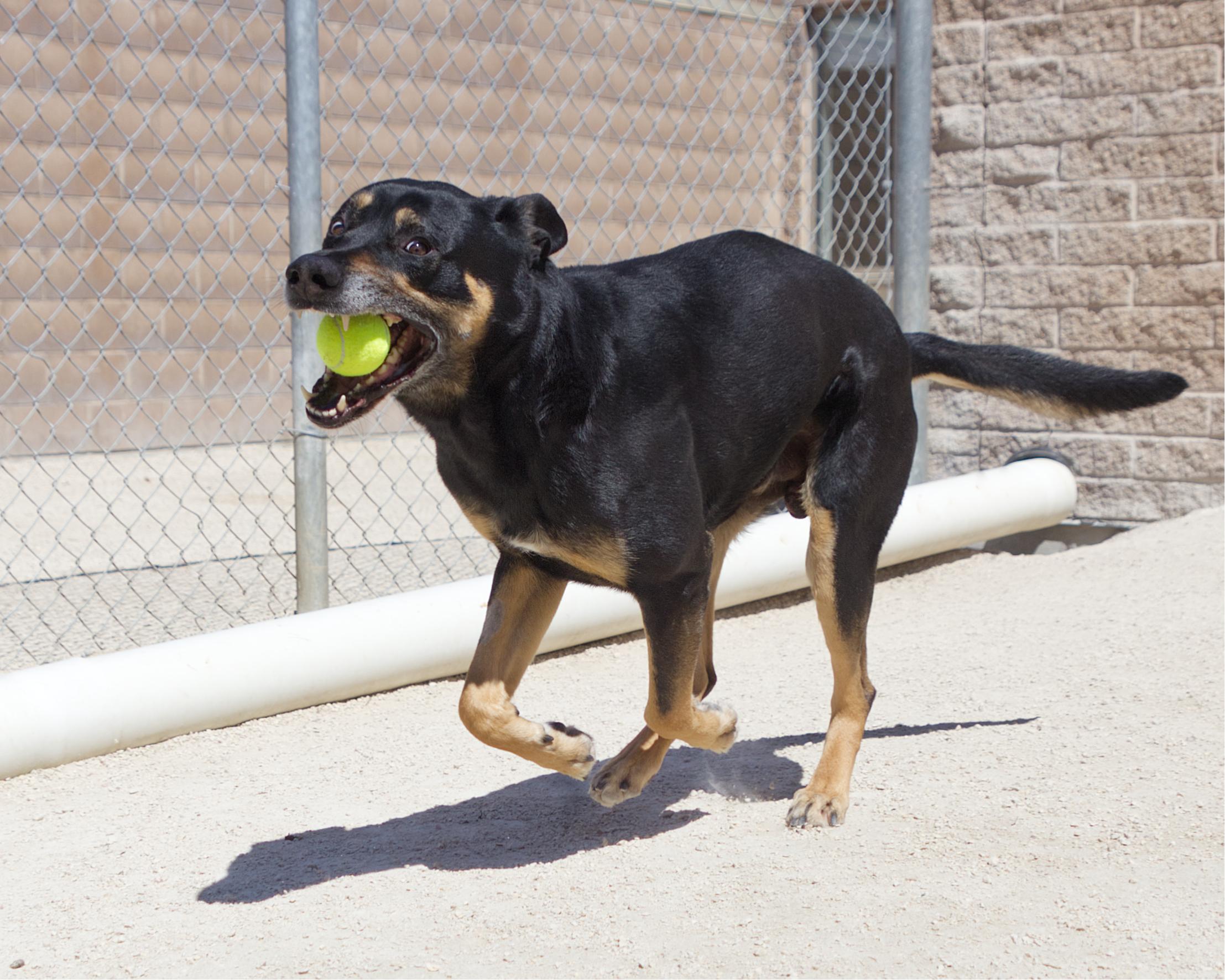 Enlarge Colt, an adoptable mixed breed in Winnipeg, MB image 3/3