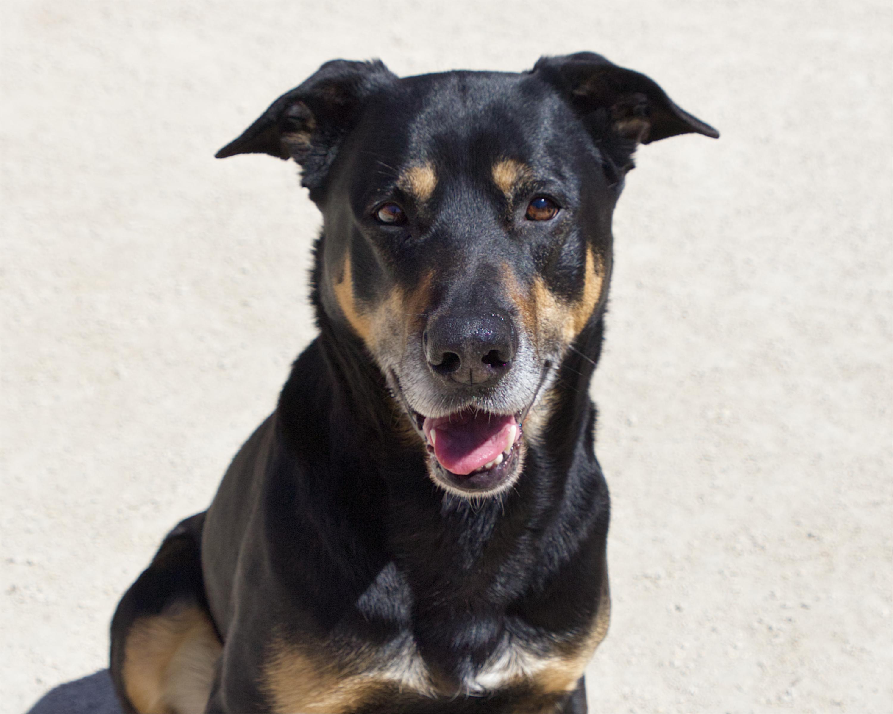 Enlarge Colt, an adoptable mixed breed in Winnipeg, MB image 1/3