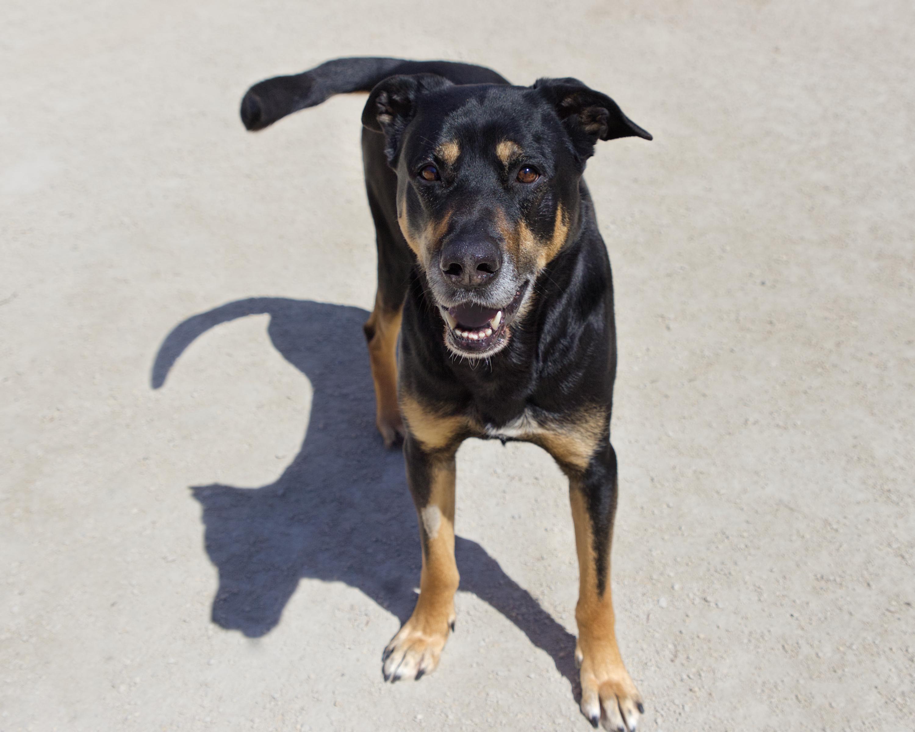 Enlarge Colt, an adoptable mixed breed in Winnipeg, MB image 2/3