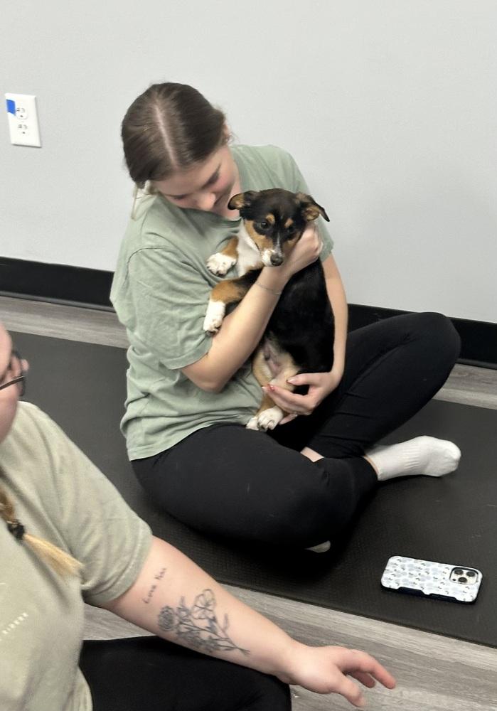 Kiplin AKA Kip, Adoptable, Puppy Male Terrier & Chihuahua.