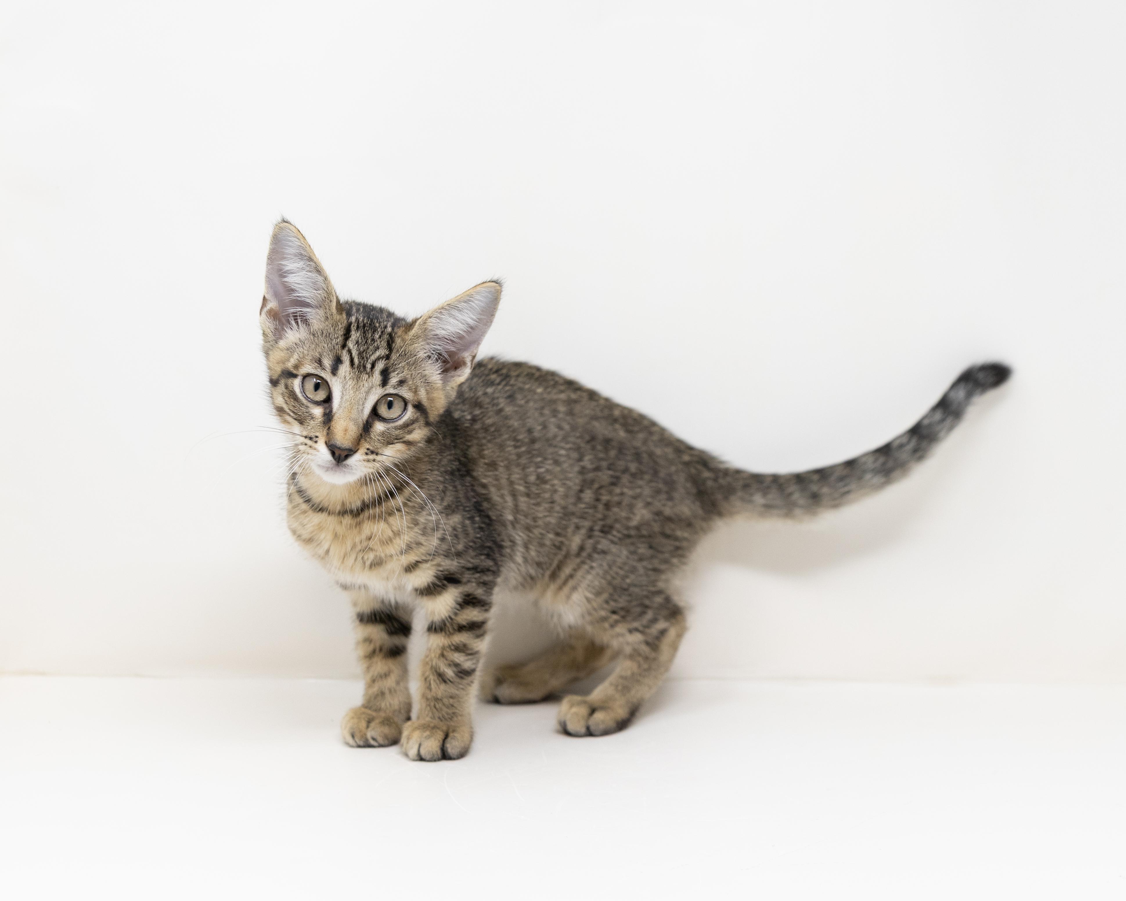 Enlarge Aruba, a ADOPTABLE Tabby in Trophy Club, TX image 4/6