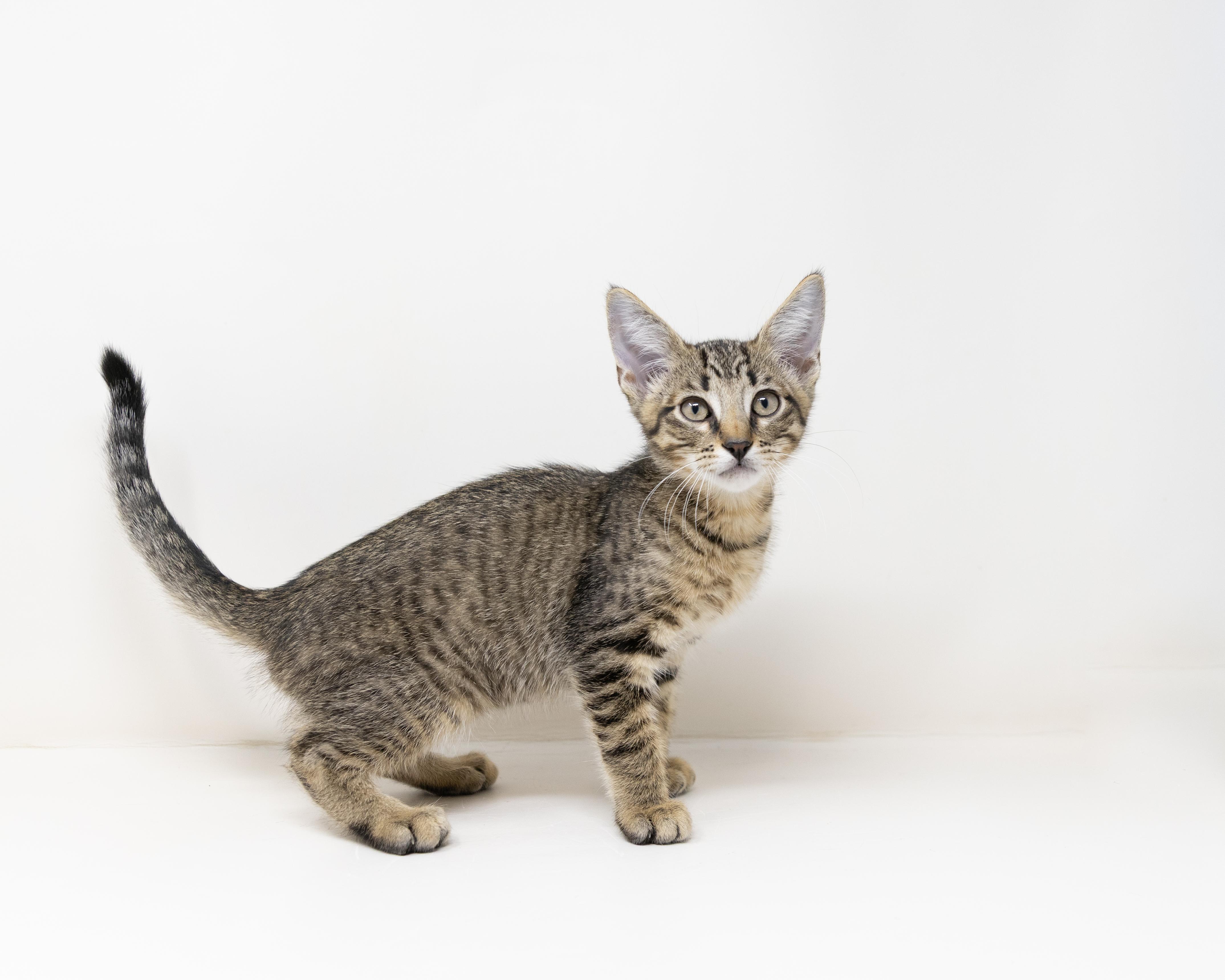 Enlarge Aruba, a ADOPTABLE Tabby in Trophy Club, TX image 5/6