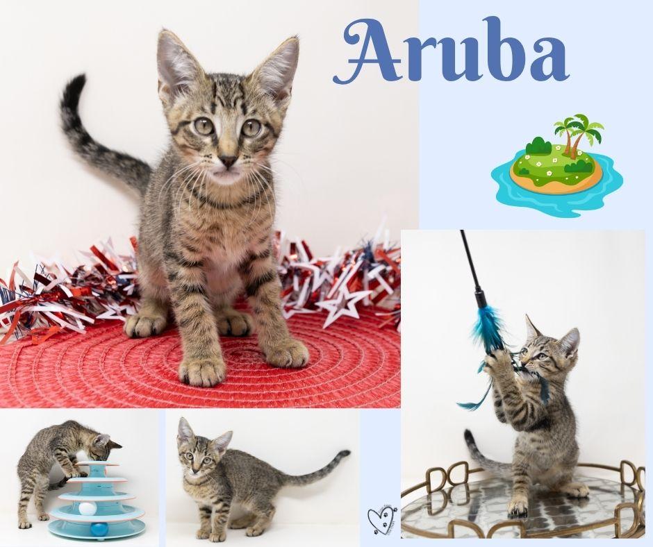 Enlarge Aruba, a ADOPTABLE Tabby in Trophy Club, TX image 2/6
