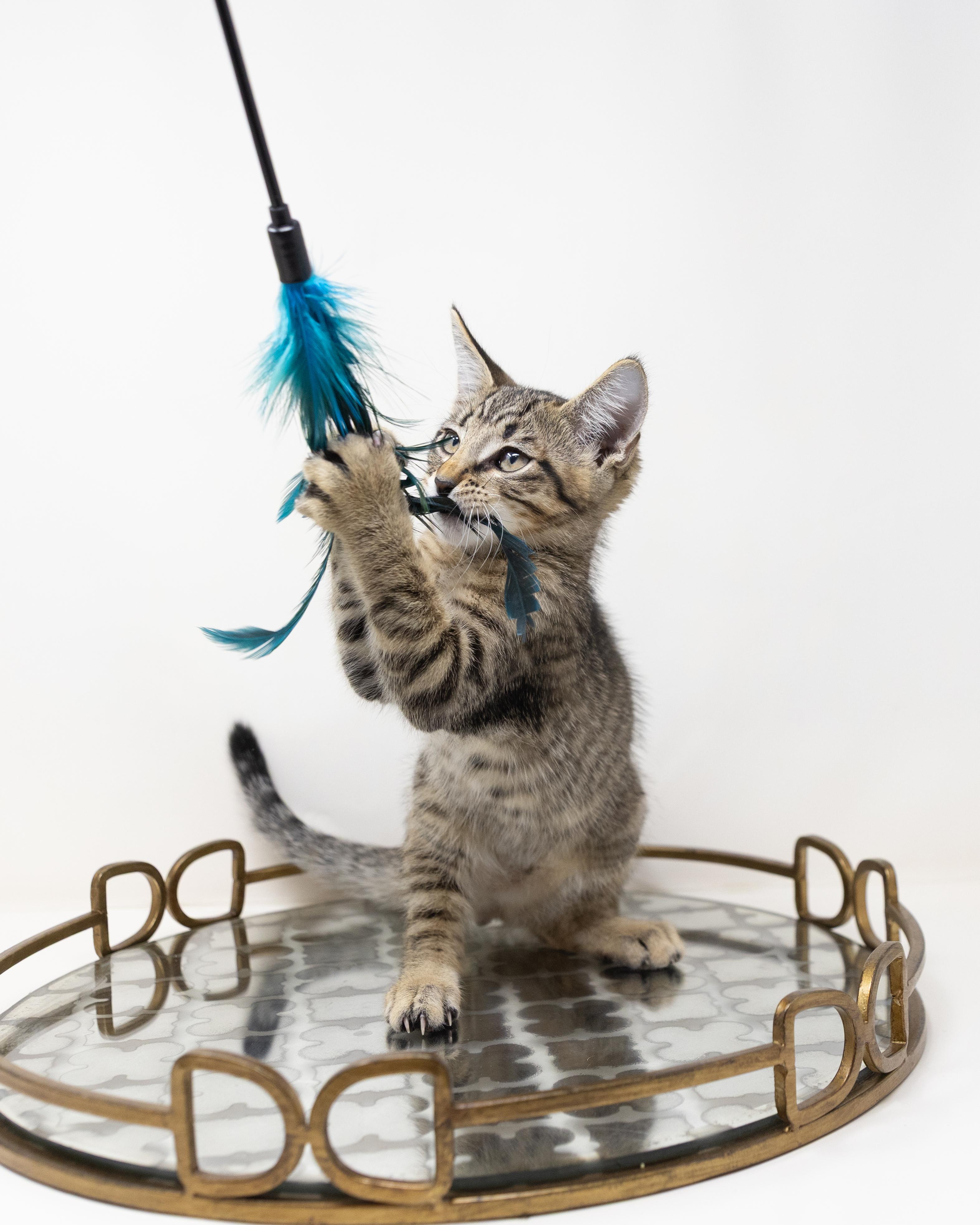 Enlarge Aruba, a ADOPTABLE Tabby in Trophy Club, TX image 6/6