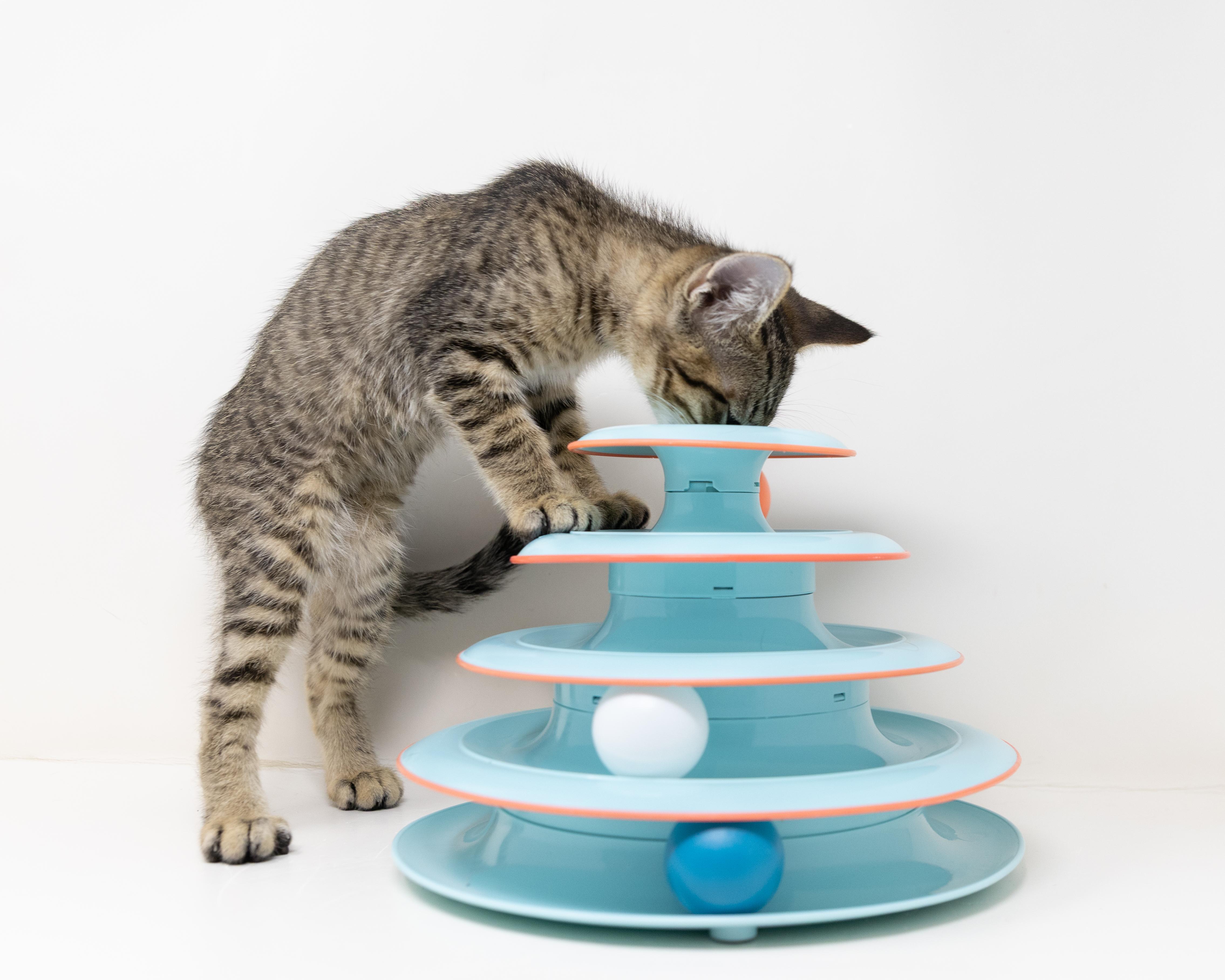 Enlarge Aruba, a ADOPTABLE Tabby in Trophy Club, TX image 3/6