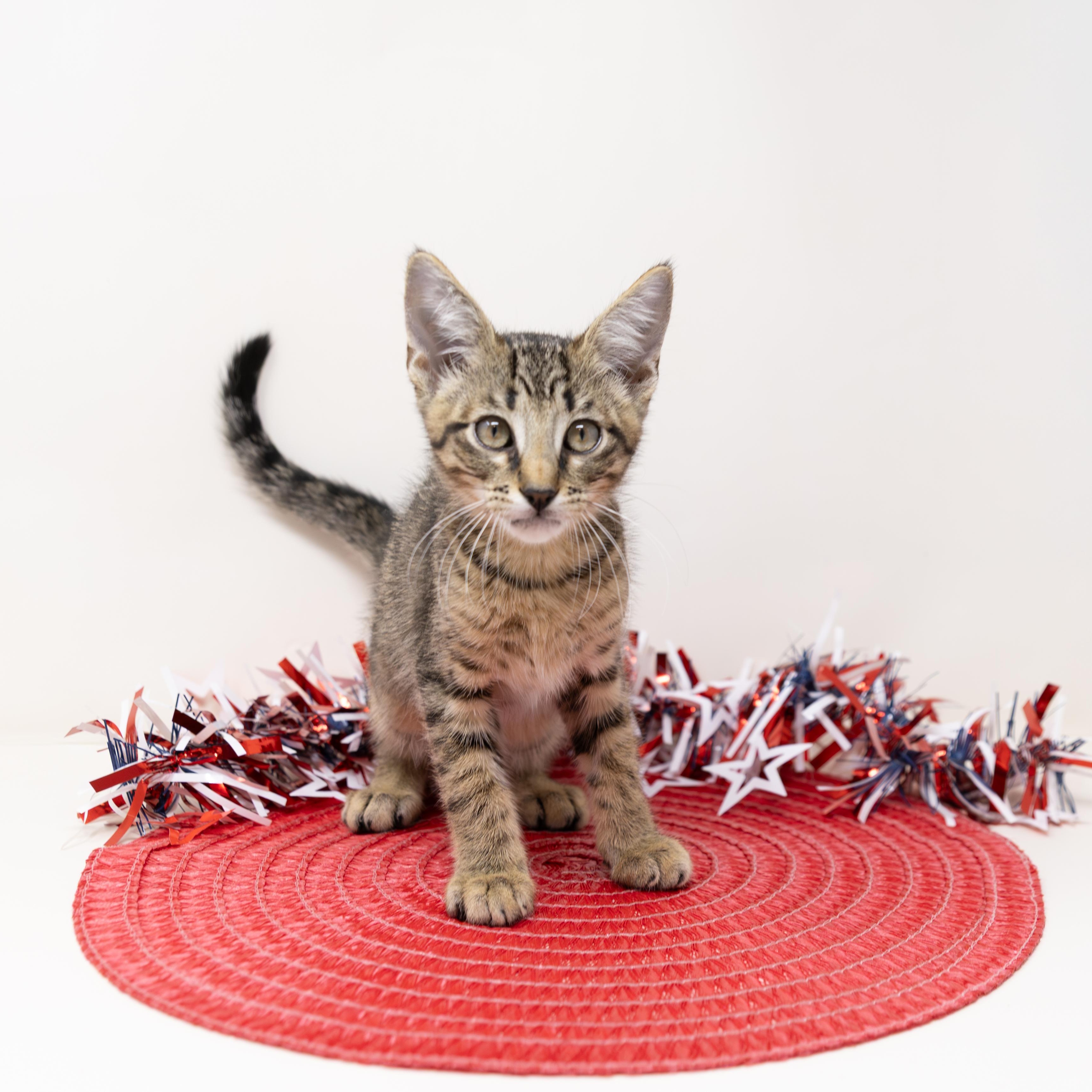 Aruba, ADOPTABLE, Kitten Male Tabby.