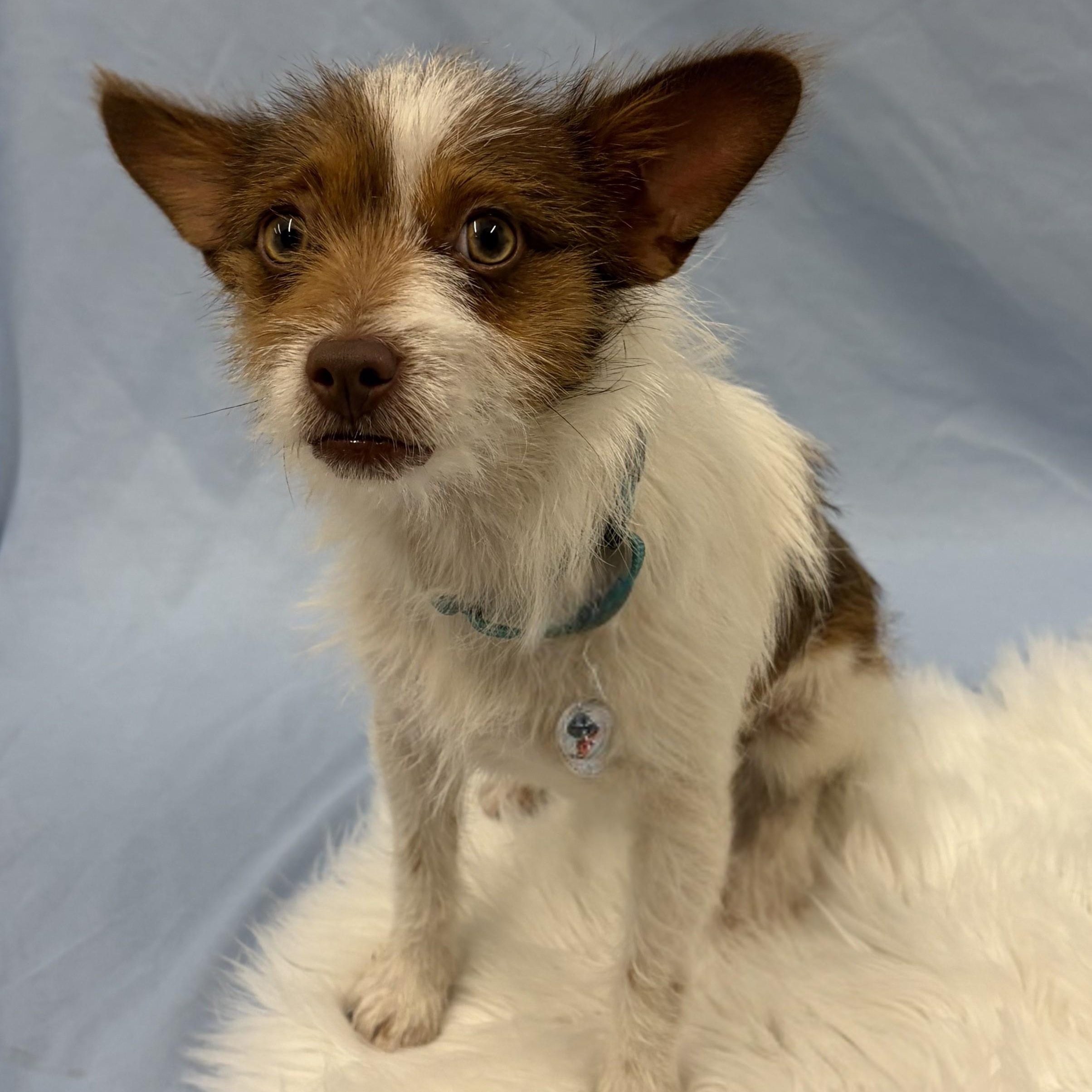 Chico, a Adoptable mixed breed in Phoenix, AZ image 6/6
