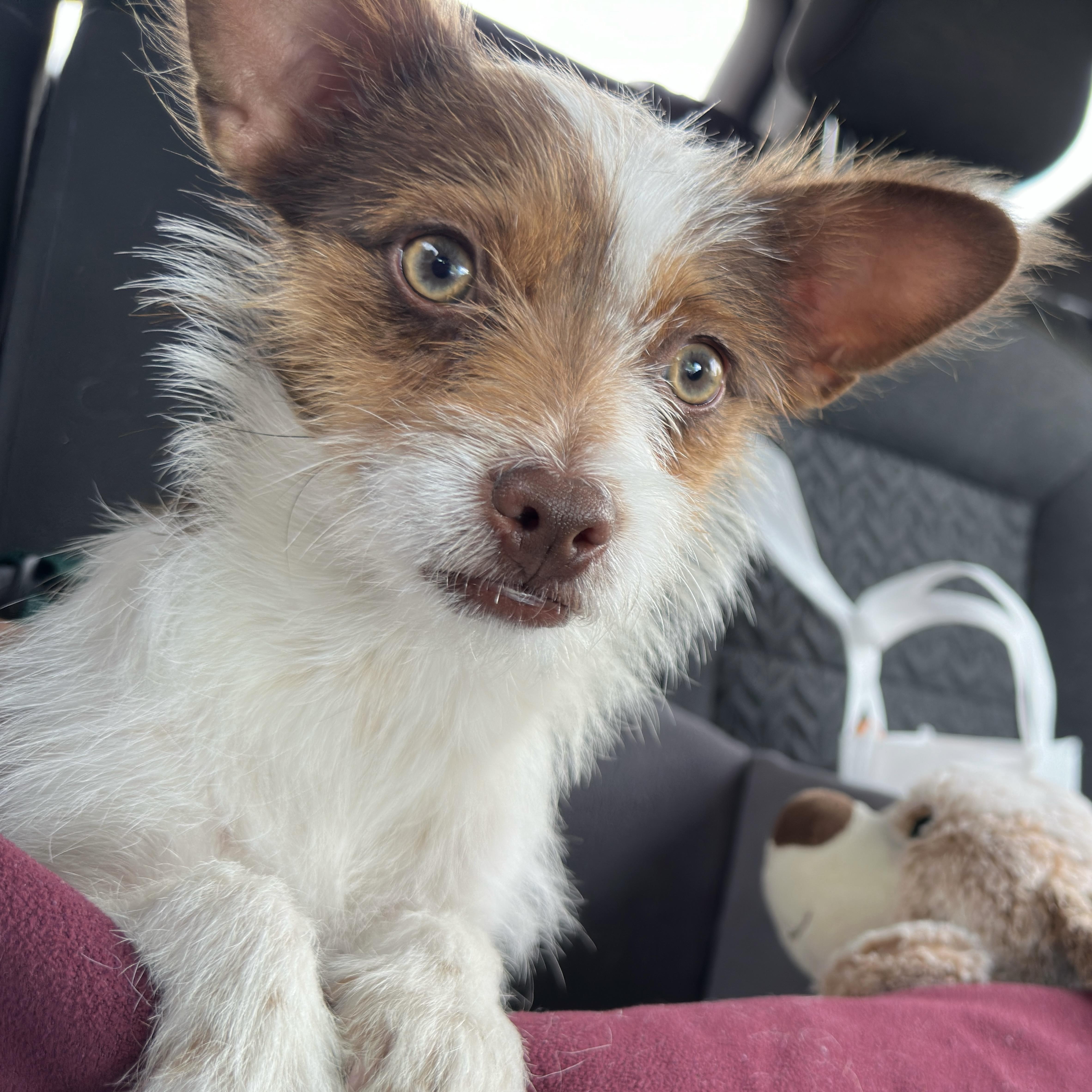 Chico, a Adoptable mixed breed in Phoenix, AZ image 2/6