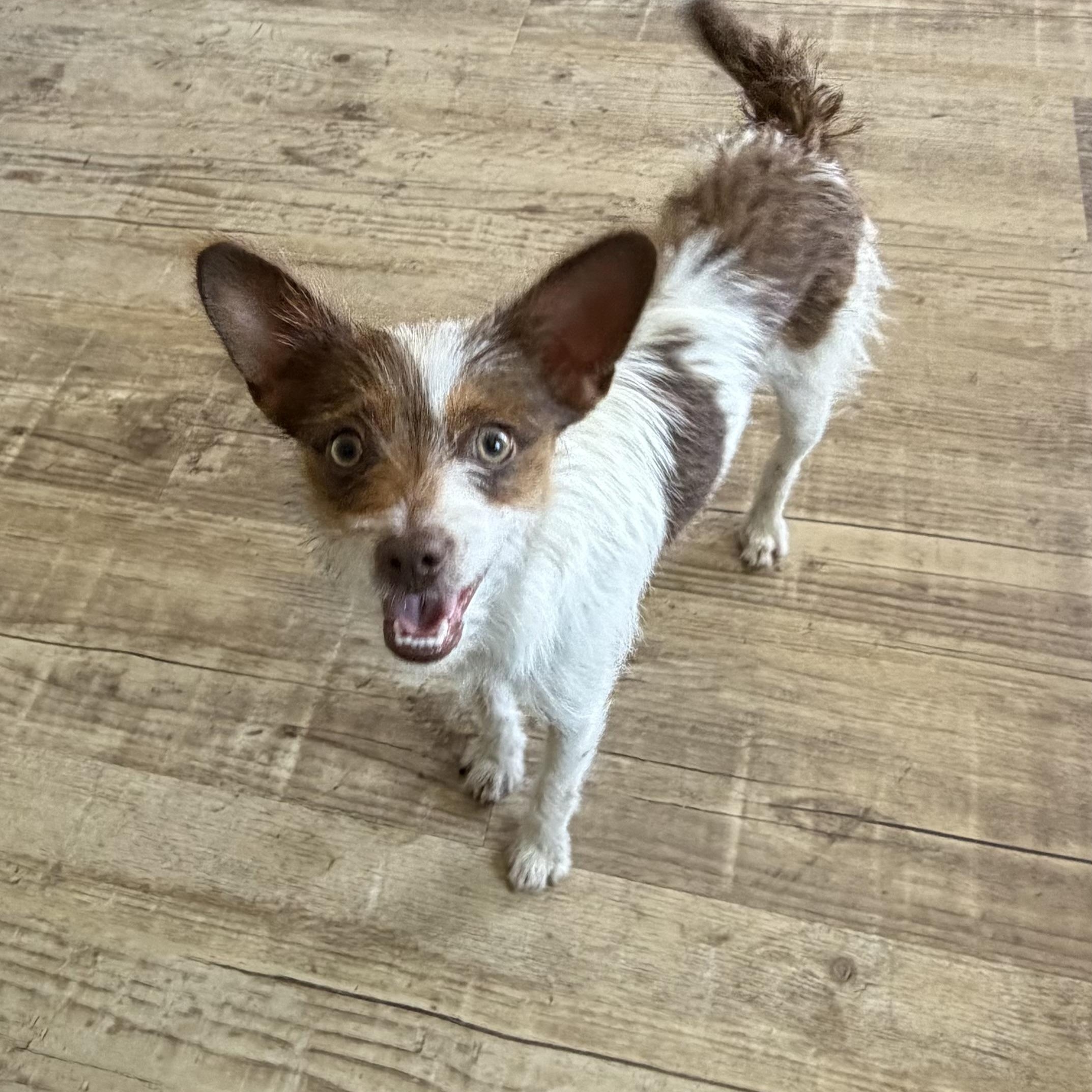 Chico, a Adoptable mixed breed in Phoenix, AZ image 1/6