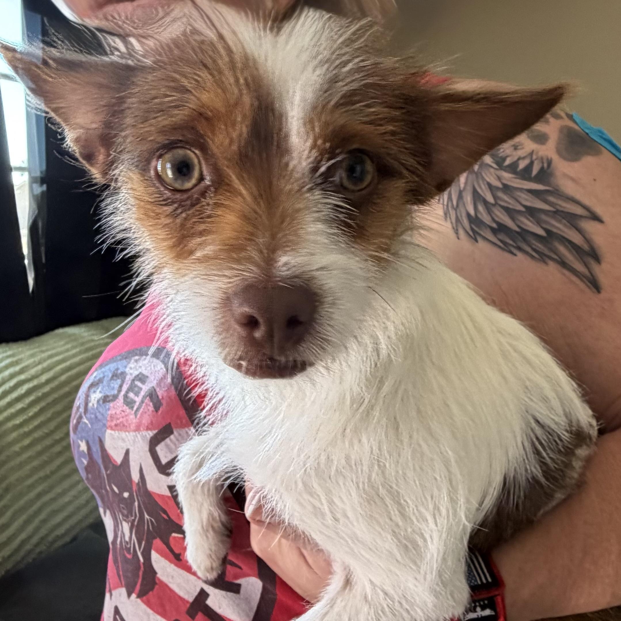 Chico, a Adoptable mixed breed in Phoenix, AZ image 4/6