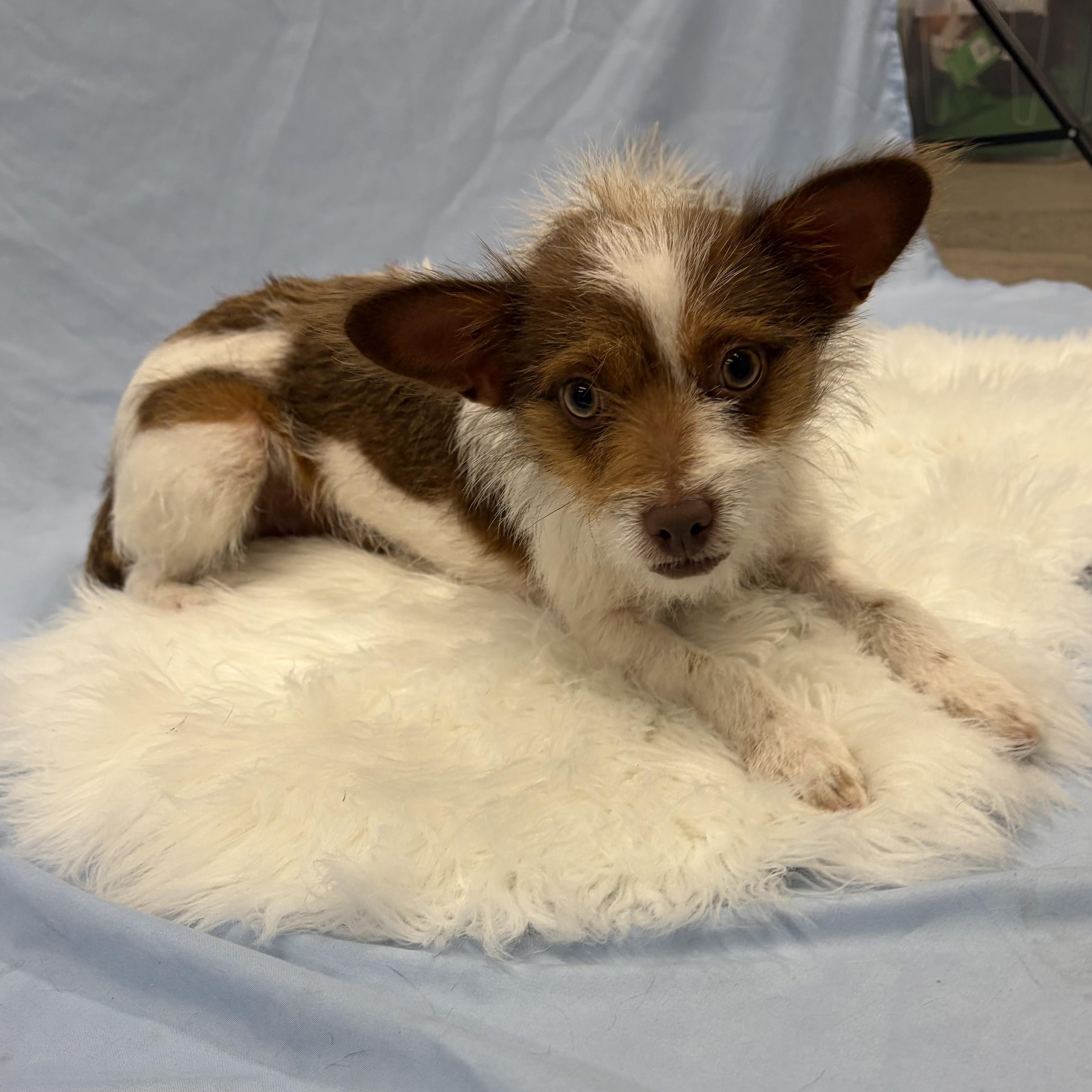 Chico, a Adoptable mixed breed in Phoenix, AZ image 5/6