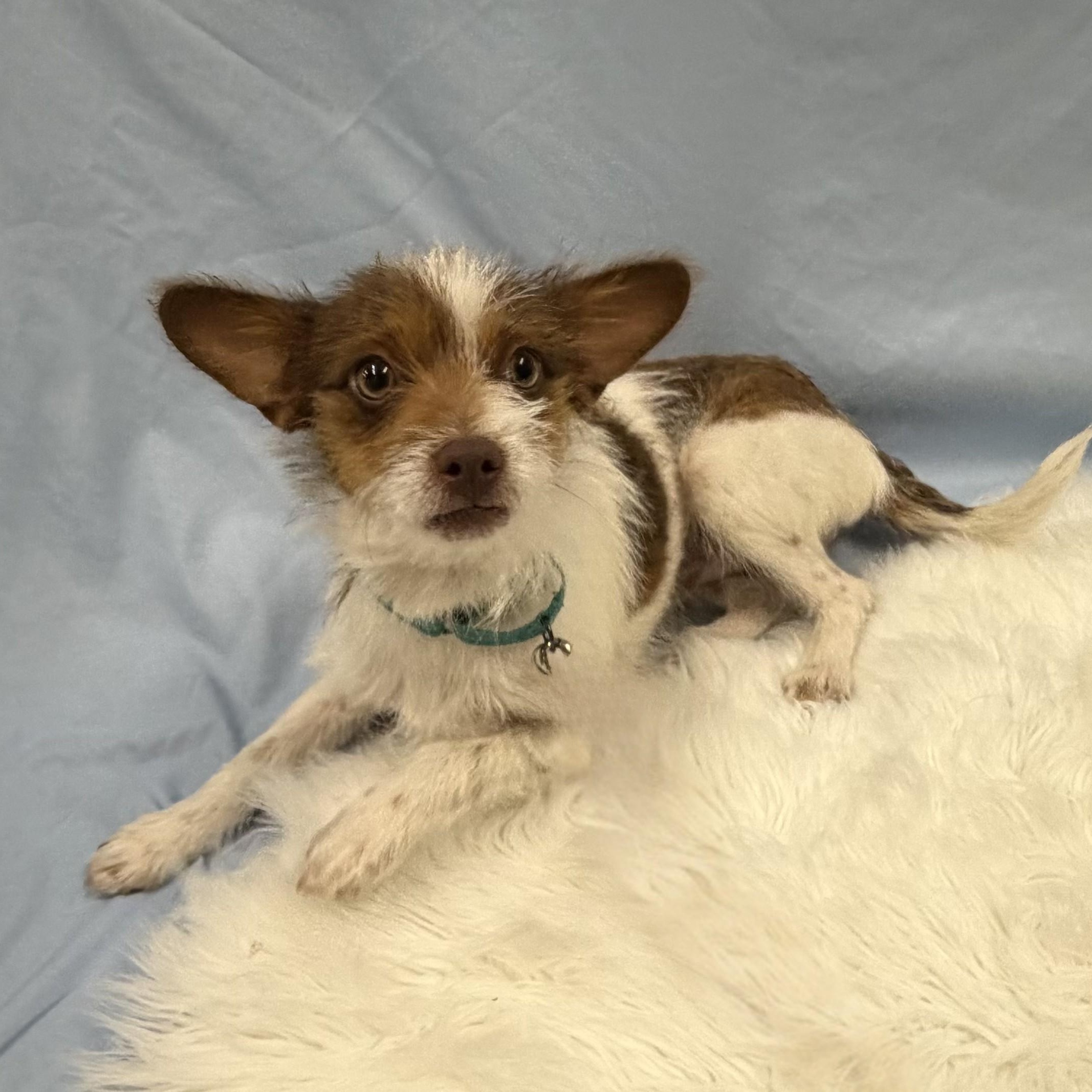 Chico, a Adoptable mixed breed in Phoenix, AZ image 3/6