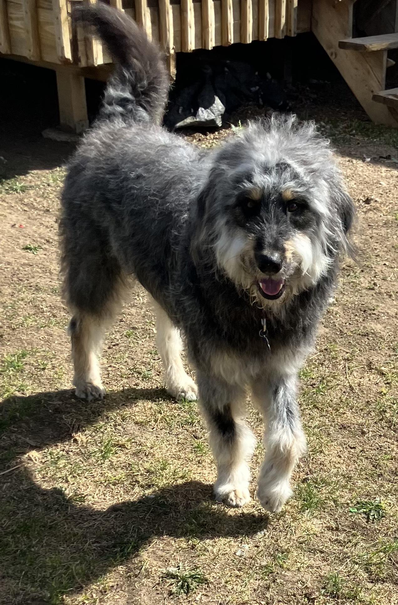 Enlarge Higby, a ADOPTABLE mixed breed in Fort Collins, CO image 5/5
