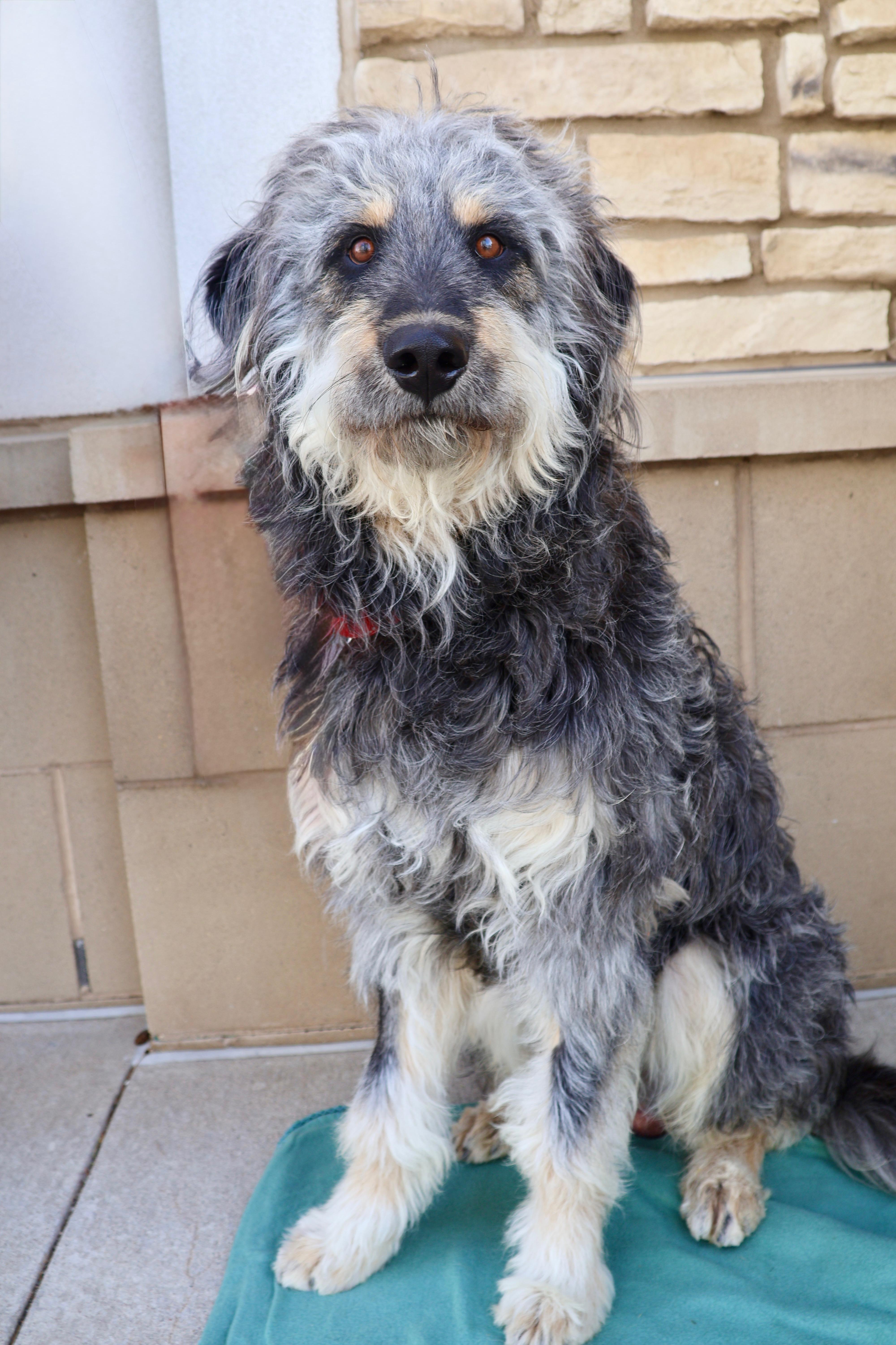 Enlarge Higby, a ADOPTABLE mixed breed in Fort Collins, CO image 4/5