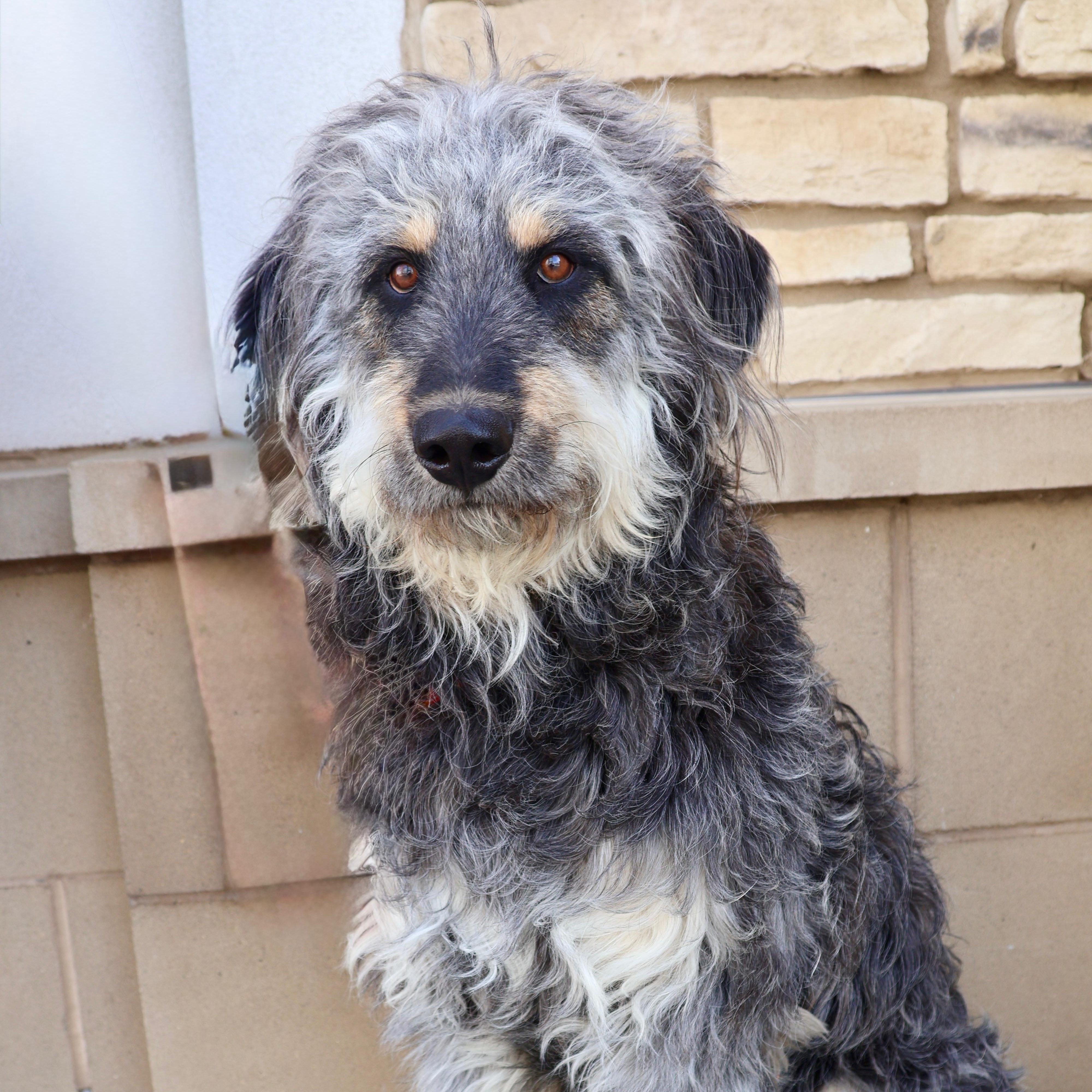Higby, ADOPTABLE, Adult Male Irish Wolfhound & Standard Poodle.
