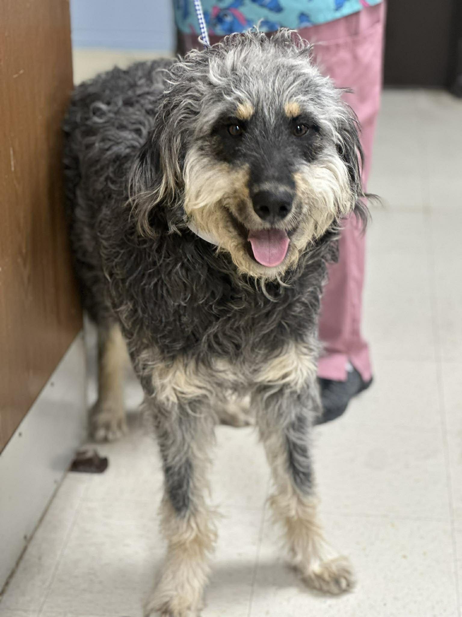 Enlarge Higby, a ADOPTABLE mixed breed in Fort Collins, CO image 3/5