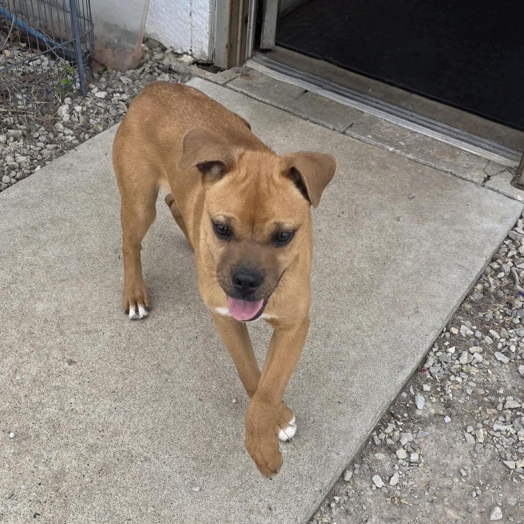Enlarge AURO-Monkey, a Adoptable mixed breed in Aurora, MO image 1/5
