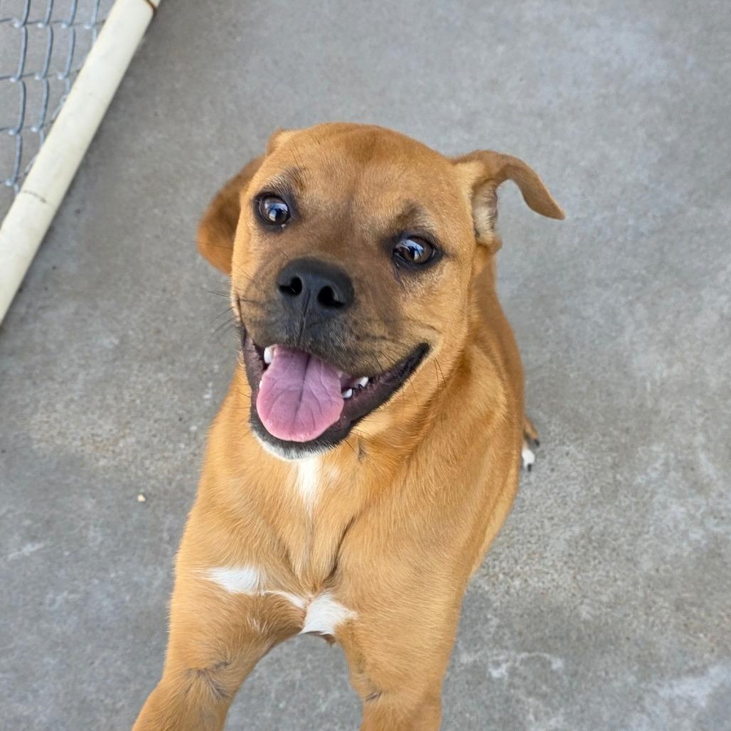 Enlarge AURO-Monkey, a Adoptable mixed breed in Aurora, MO image 2/5