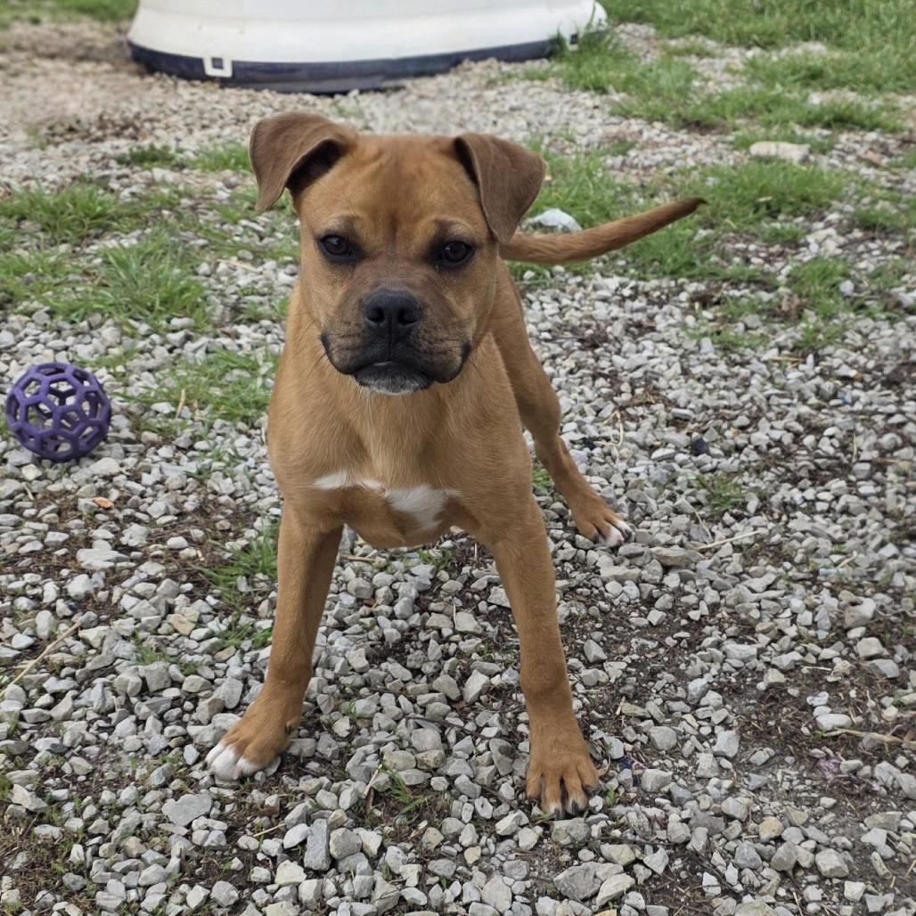 Enlarge AURO-Monkey, a Adoptable mixed breed in Aurora, MO image 3/5