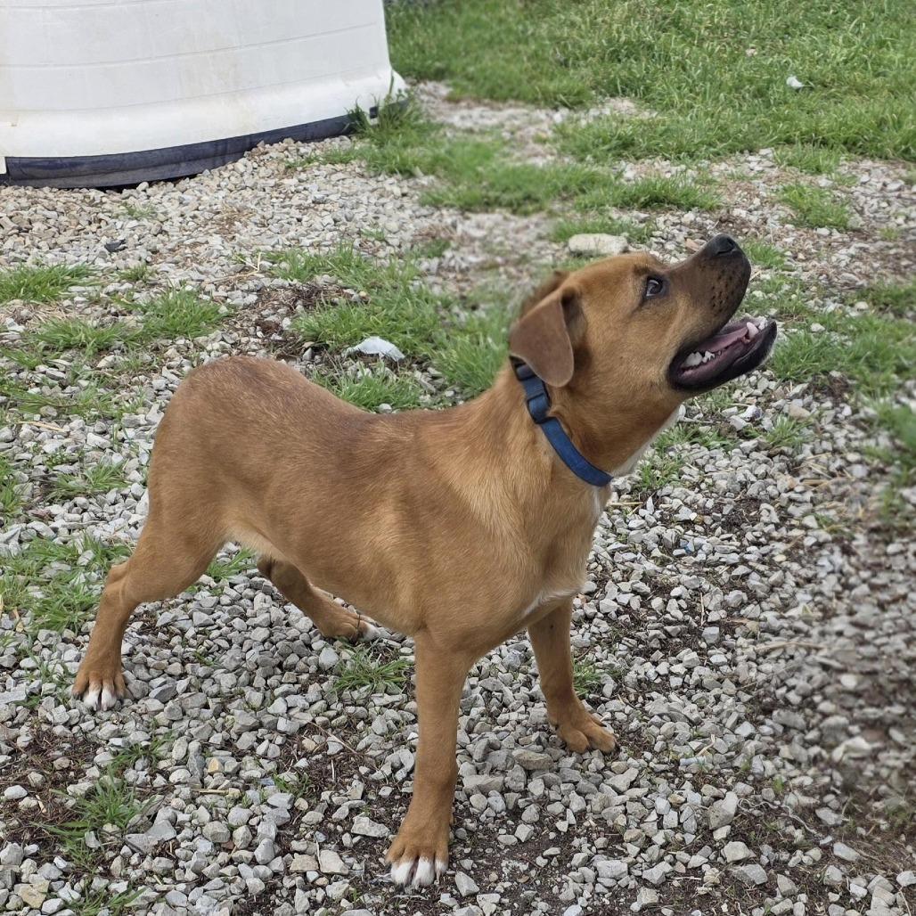 Enlarge AURO-Monkey, a Adoptable mixed breed in Aurora, MO image 4/5