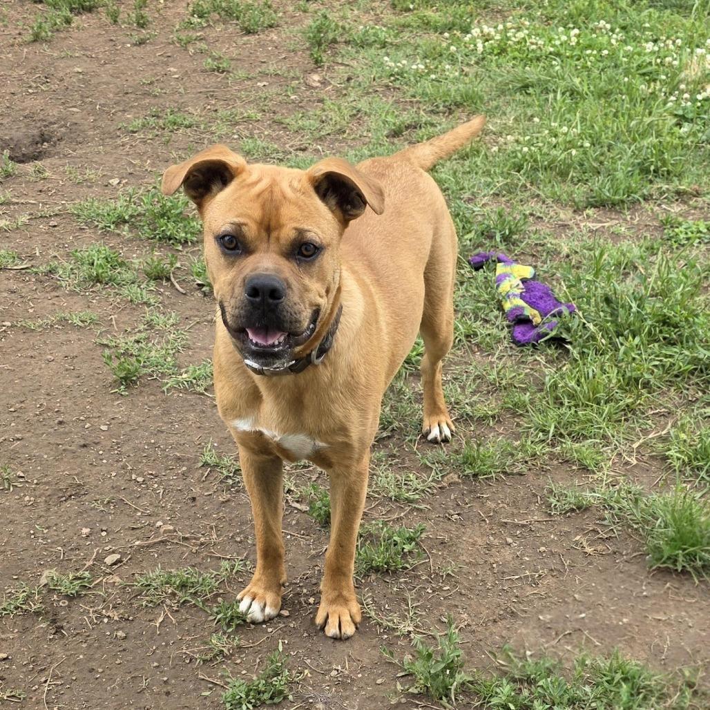 AURO-Monkey, a Adoptable mixed breed in Aurora, MO image 4/6