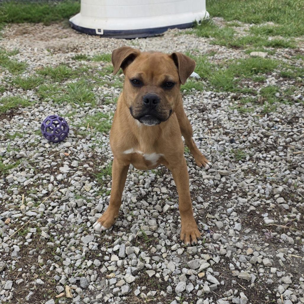 Enlarge AURO-Monkey, a Adoptable mixed breed in Aurora, MO image 5/5