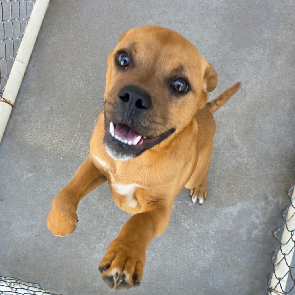 AURO-Monkey, a Adoptable mixed breed in Aurora, MO image 6/6
