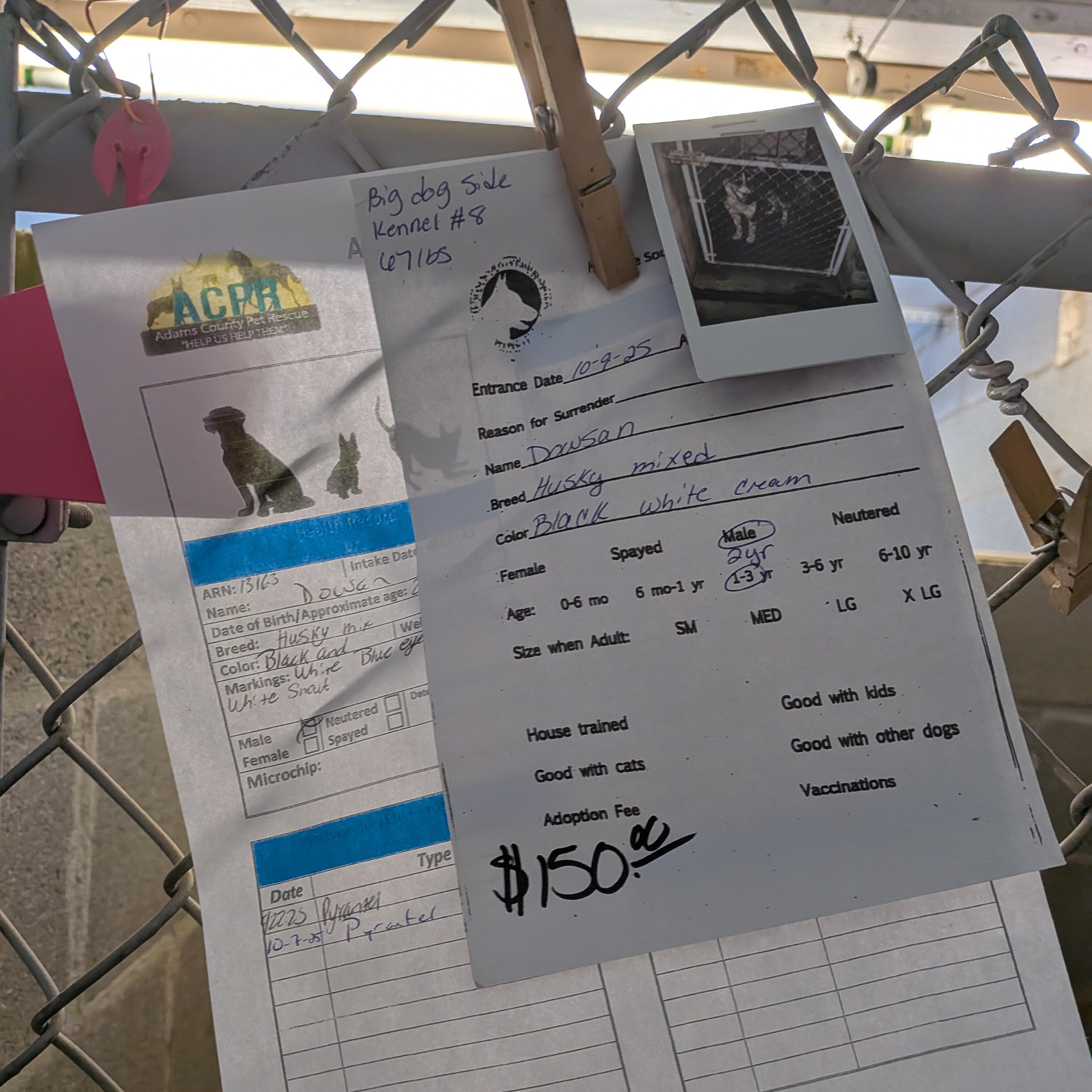 Dawson, a Adopted mixed breed in Hermiston, OR image 1/2