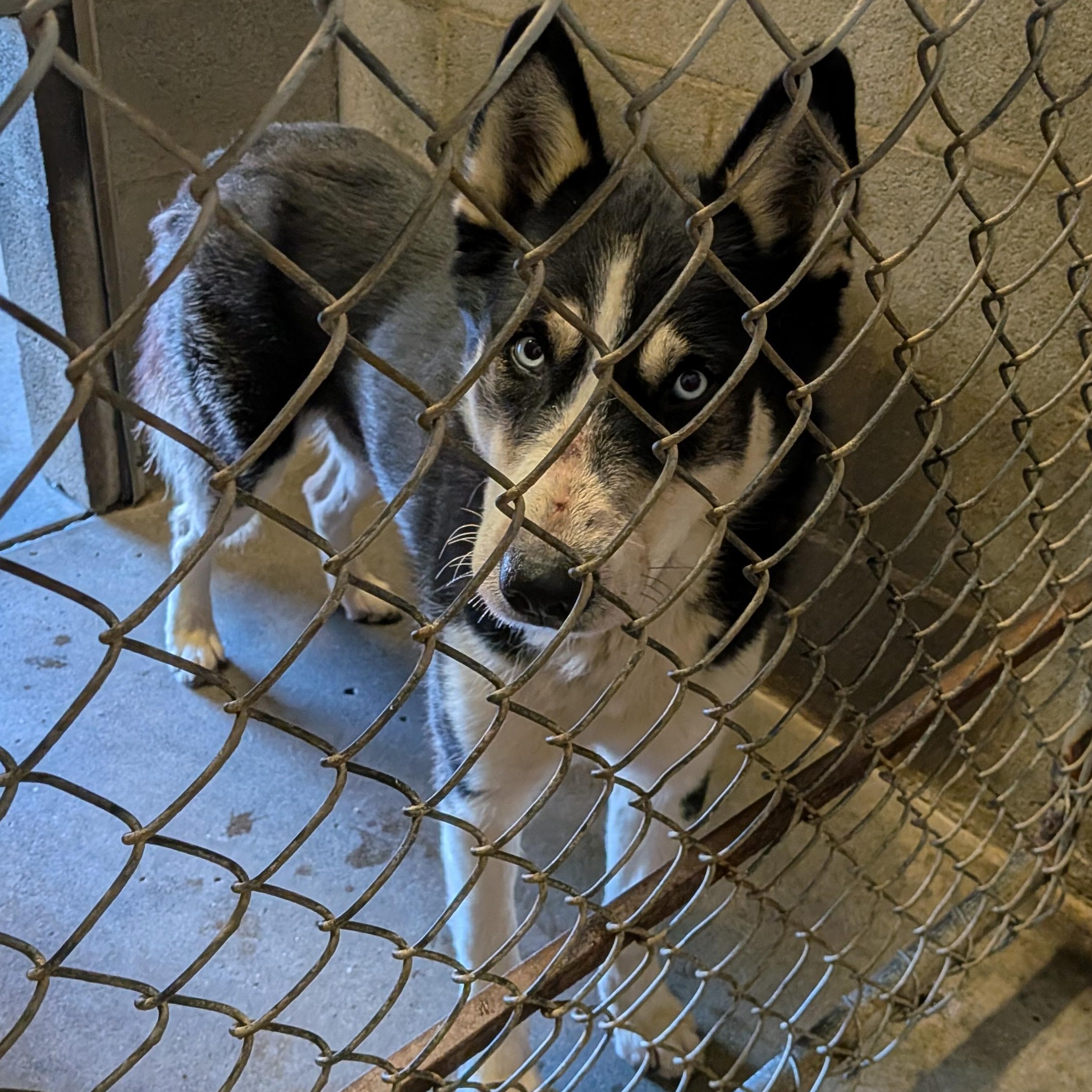 Dawson, a Adopted mixed breed in Hermiston, OR image 2/2