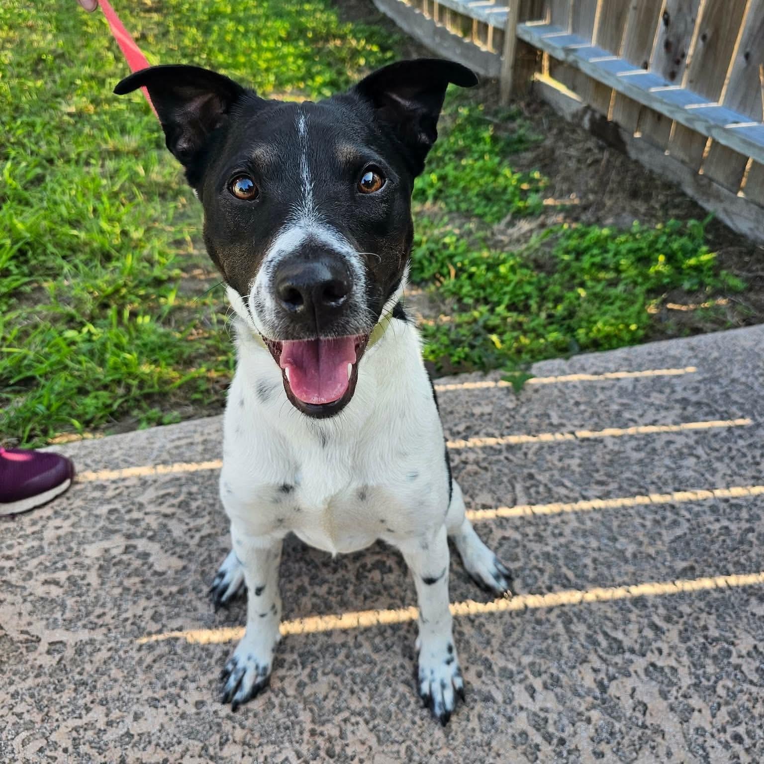 Blaze - The Most Well Rounded Boy, adopted, Young Male Jack Russell Terrier & Terrier.