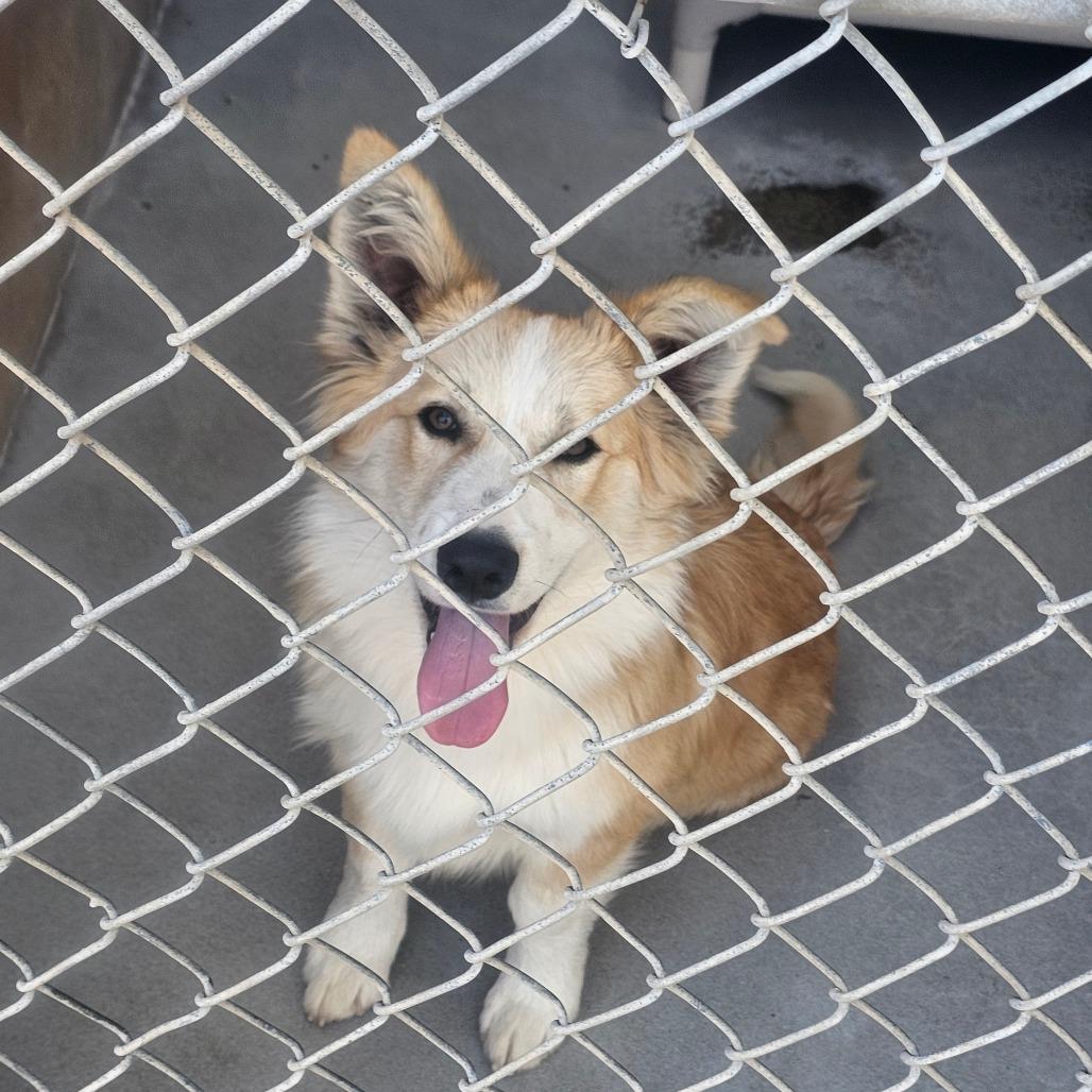 Bosworth thumbnail 3