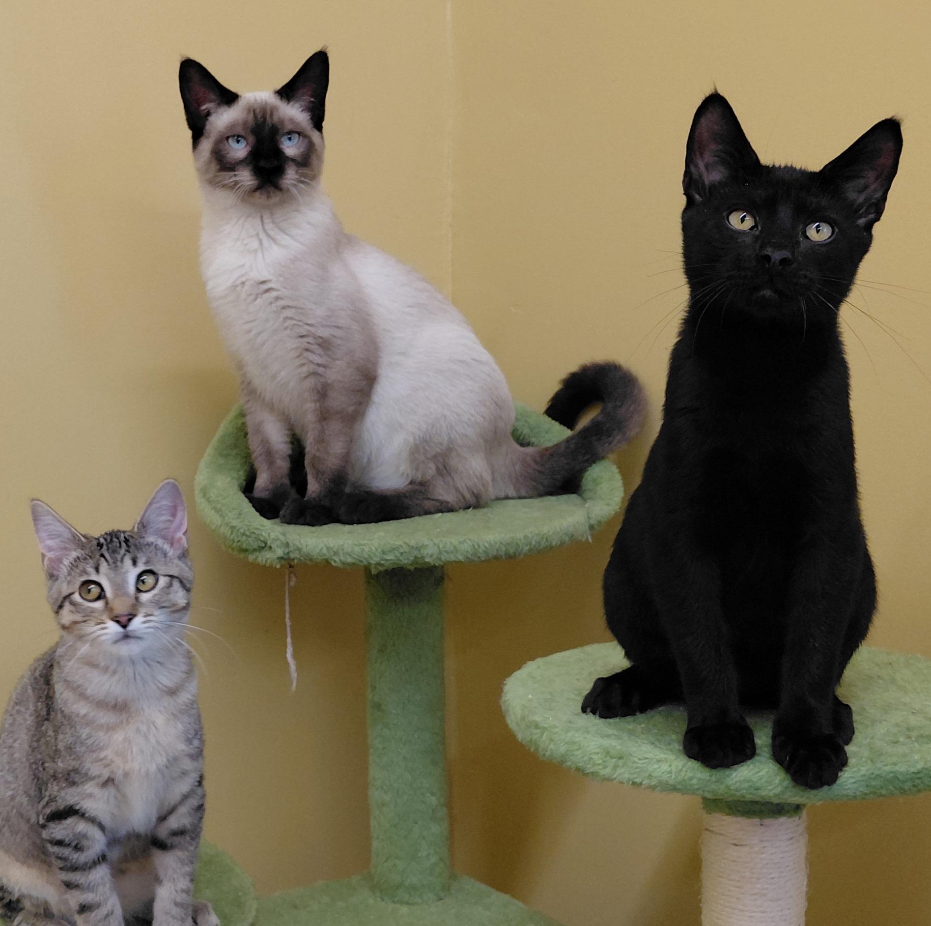 Enlarge Skittles, a Adoptable Siamese in Eugene, OR image 5/5