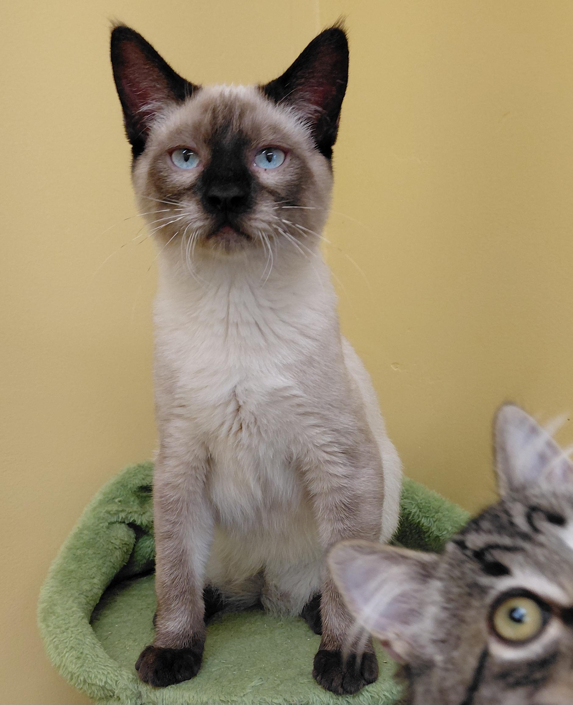 Enlarge Skittles, a Adoptable Siamese in Eugene, OR image 4/5