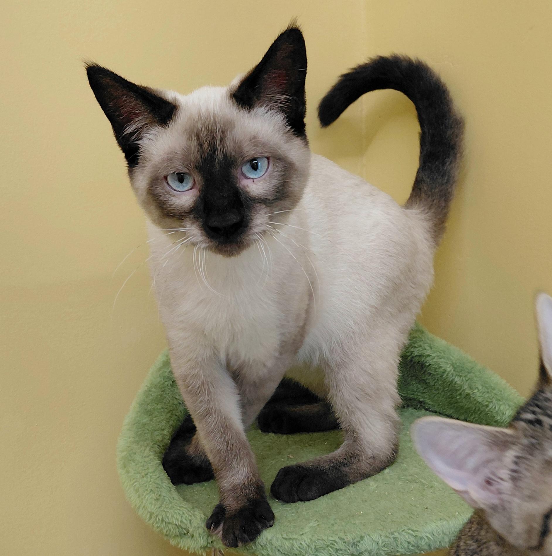 Enlarge Skittles, a Adoptable Siamese in Eugene, OR image 3/5