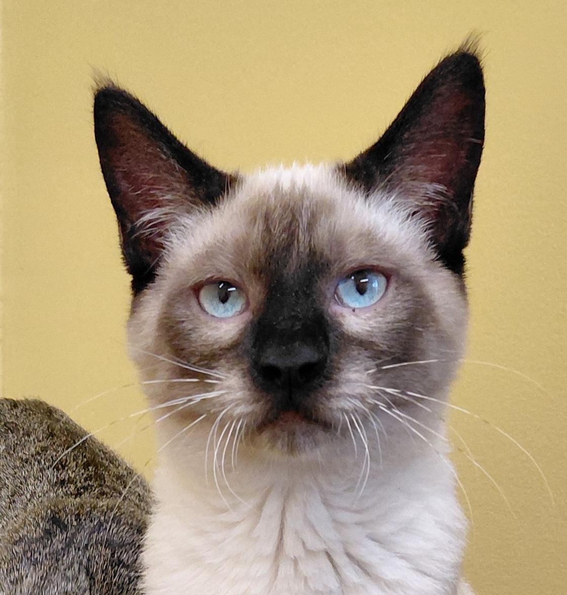 Skittles, Adoptable, Kitten Female Siamese.