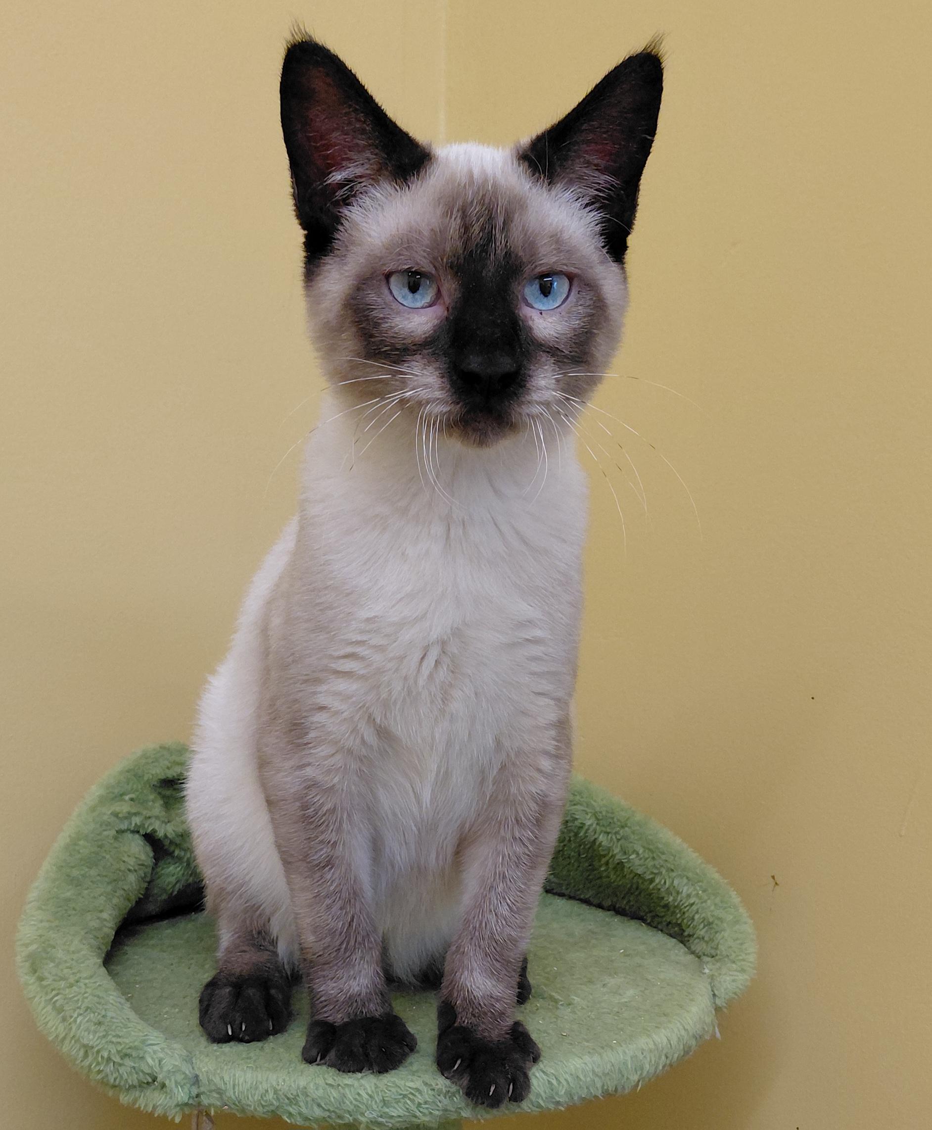 Enlarge Skittles, a Adoptable Siamese in Eugene, OR image 2/5