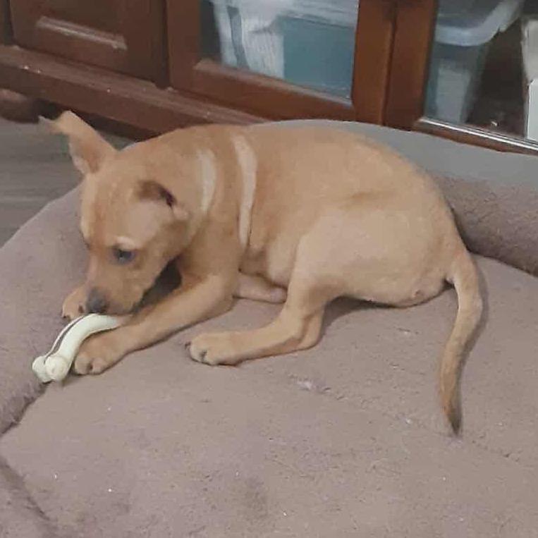 Walter, Adoptable, Puppy Male Mixed Breed.