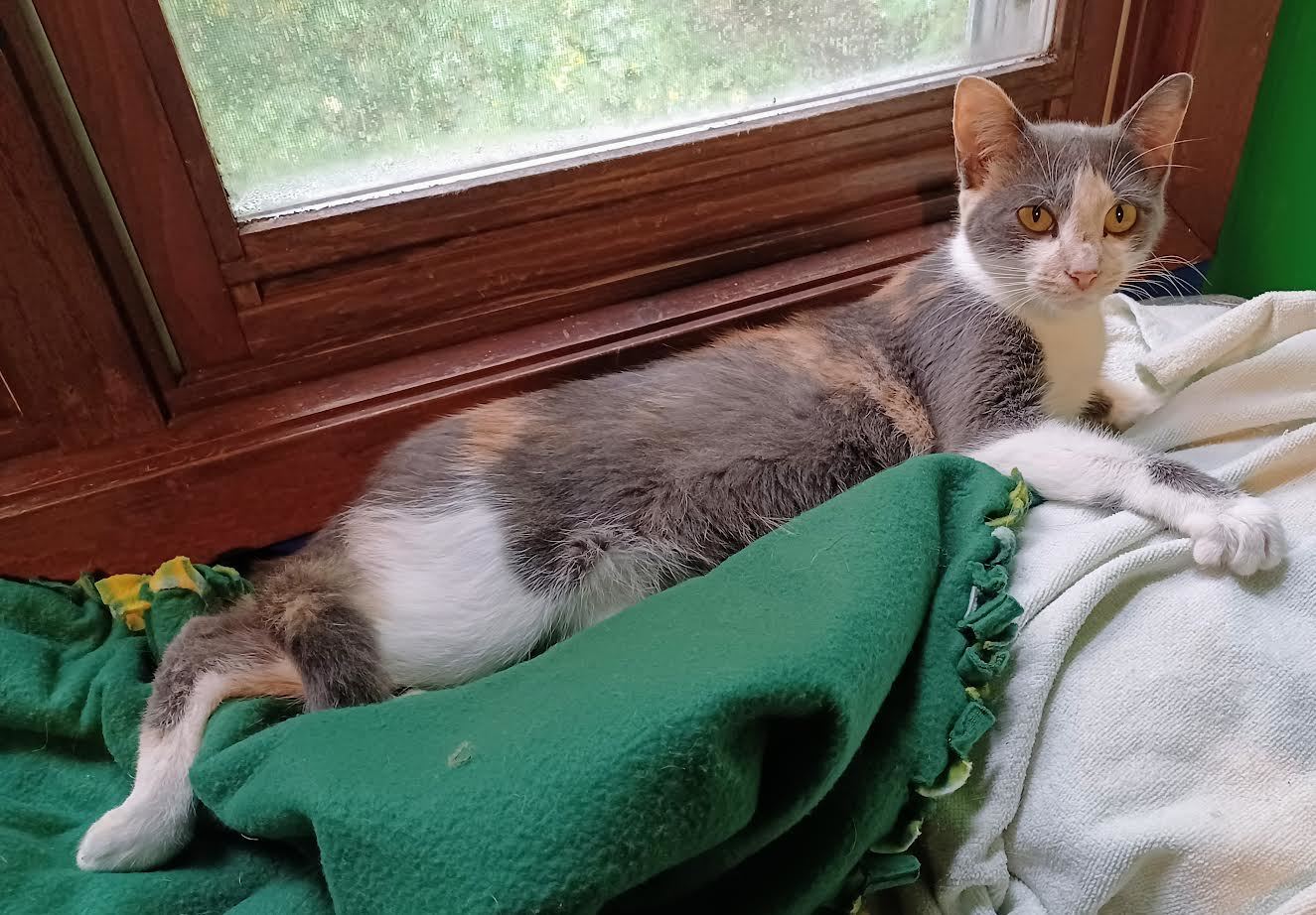 Cat for adoption Balencia, a Dilute Calico in Monticello, MN Petfinder