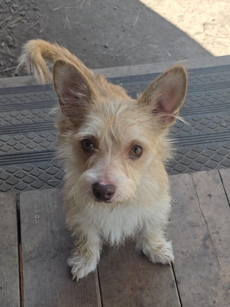 Benji, Adoptable, Adult Male Cairn Terrier & Wirehaired Terrier.