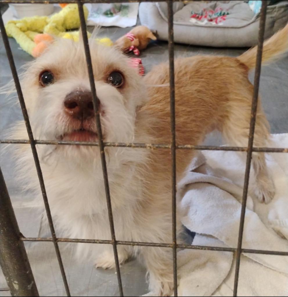 Enlarge Benji, a Adoptable mixed breed in Thompson Falls, MT image 2/3