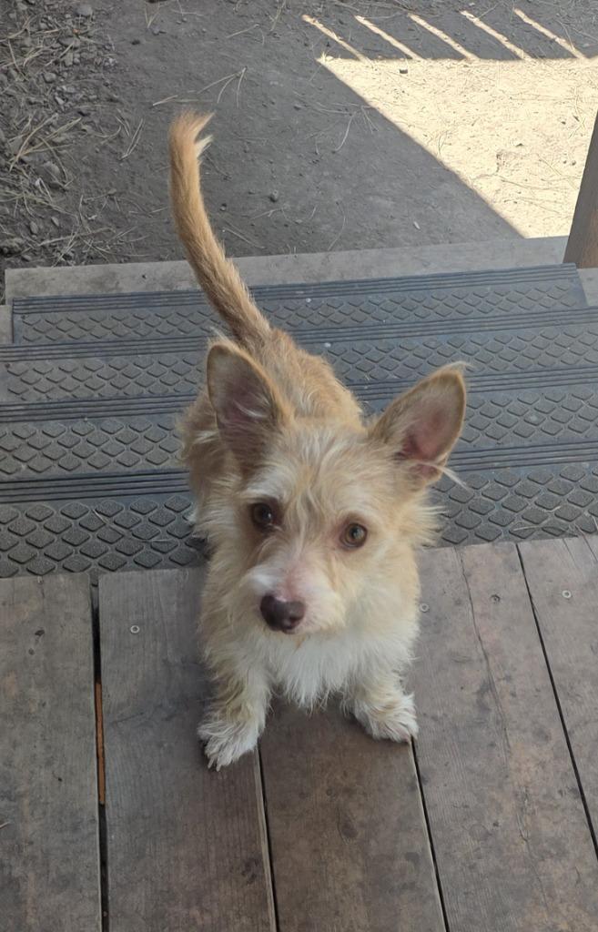 Enlarge Benji, a Adoptable mixed breed in Thompson Falls, MT image 3/3