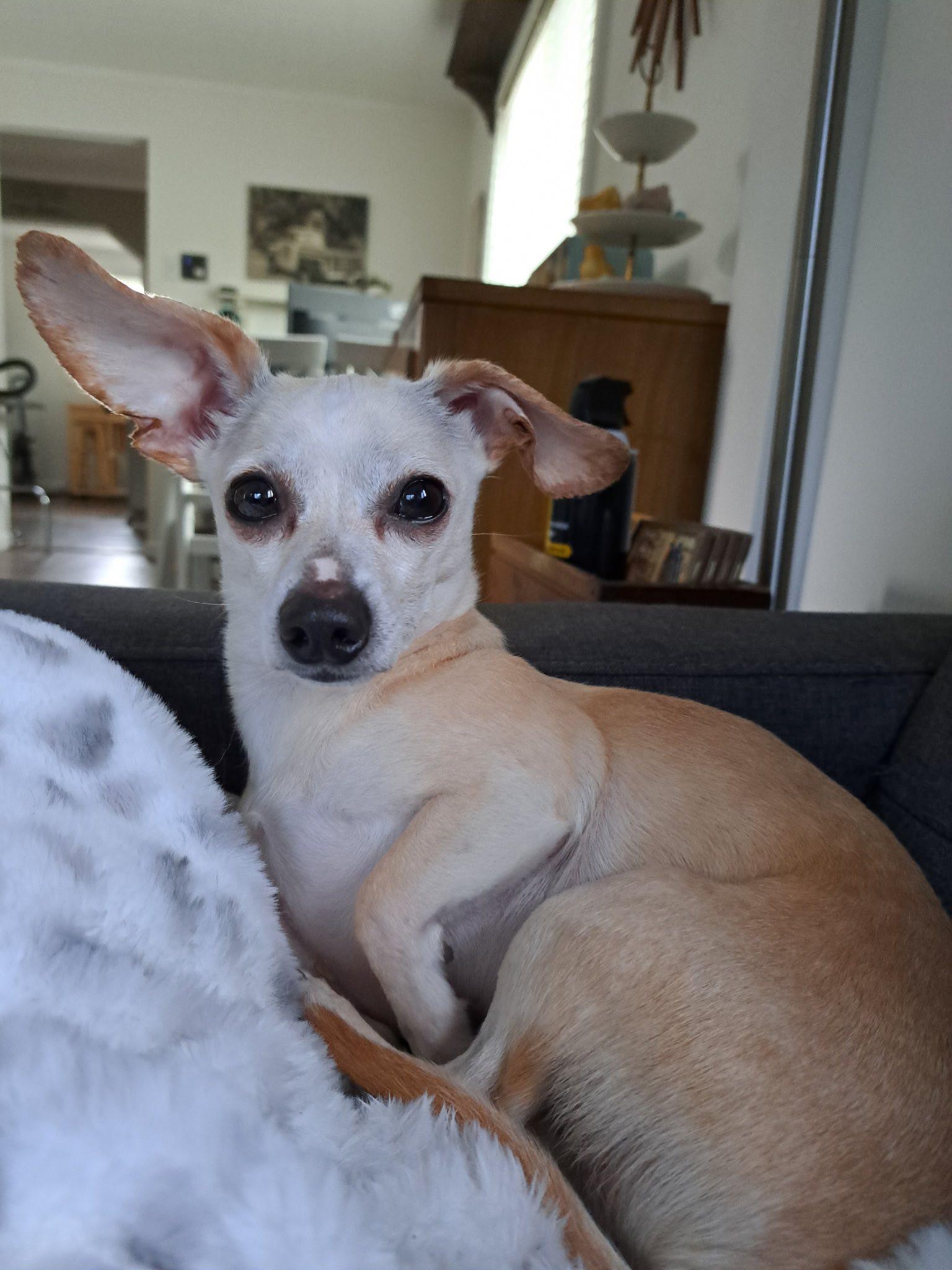 Enlarge Gnocchi, a Adopted mixed breed in Rockwood, MI image 2/4