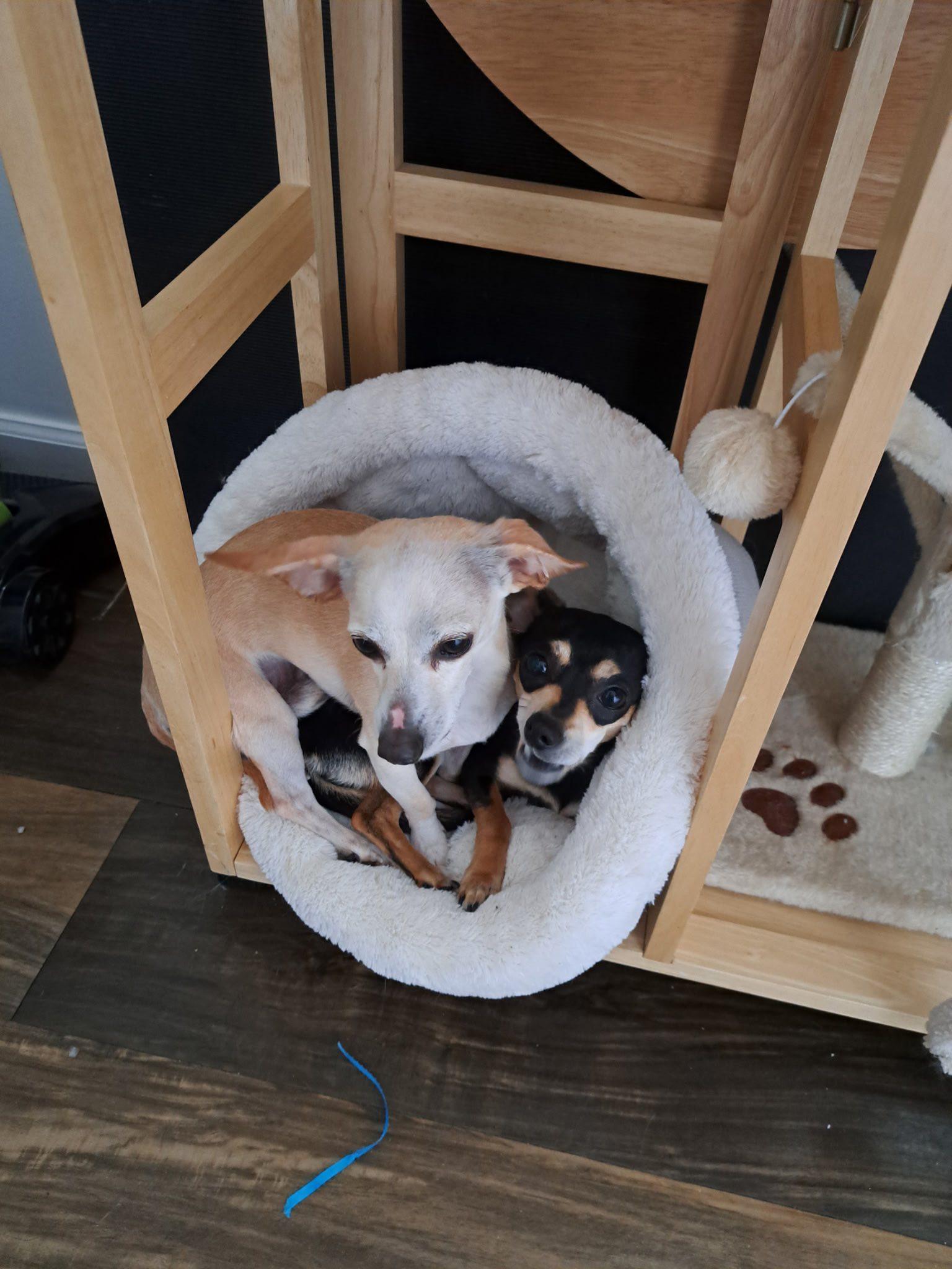 Enlarge Gnocchi, a Adopted mixed breed in Rockwood, MI image 3/4