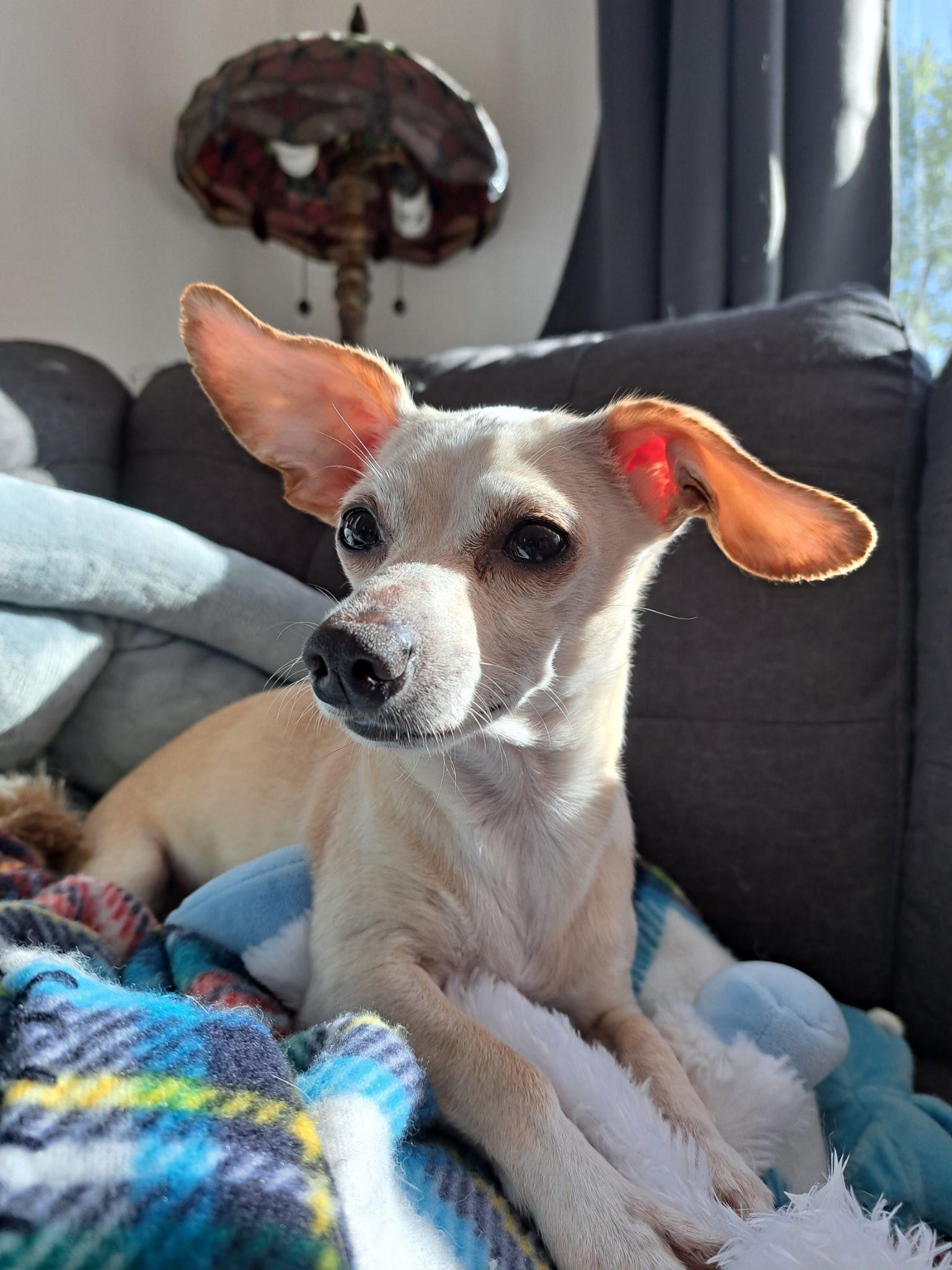 Gnocchi, Adopted, Adult Male Chihuahua & Dachshund.