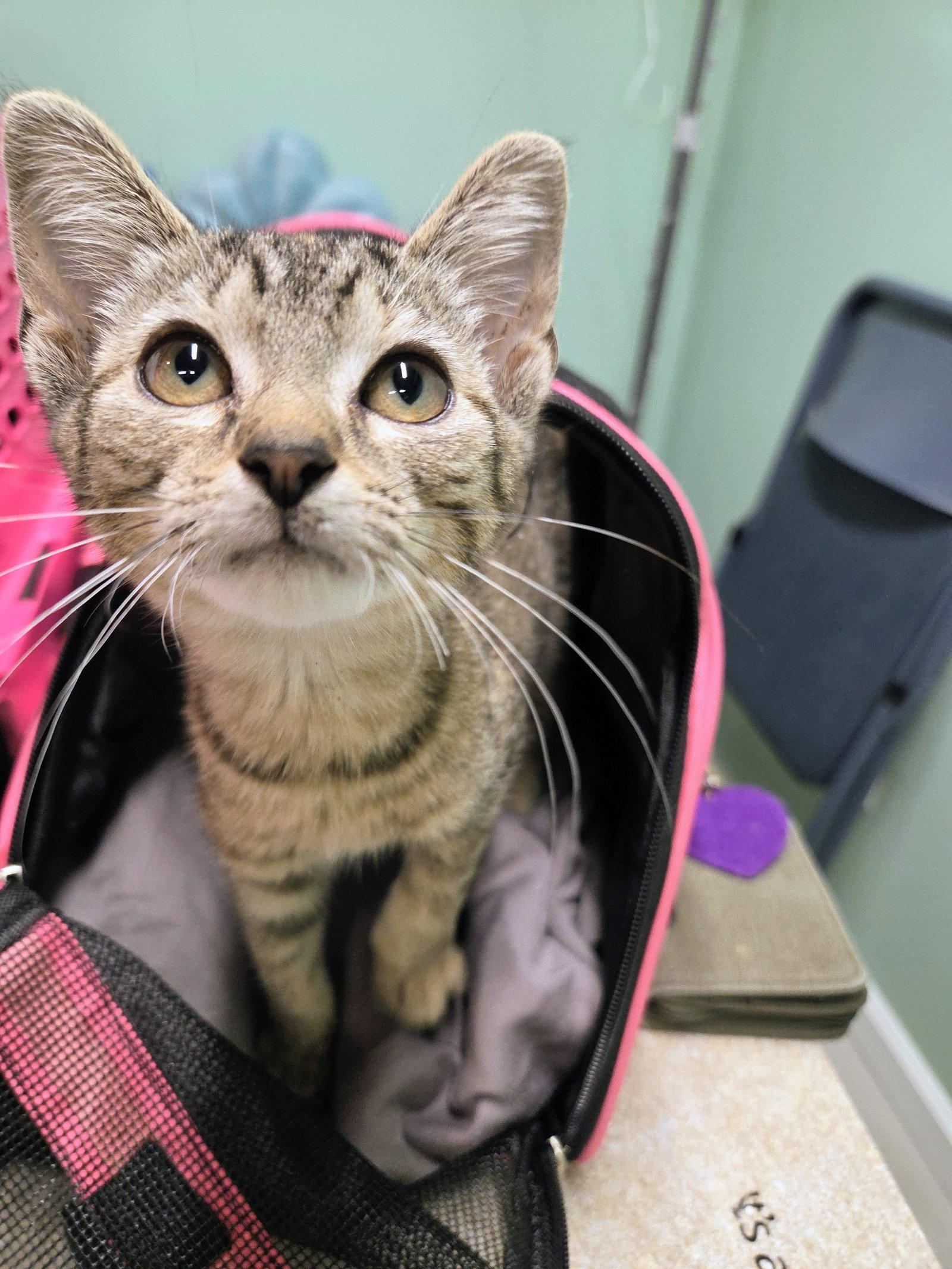 River Kitten, Adoptable, Kitten Female Domestic Short Hair.