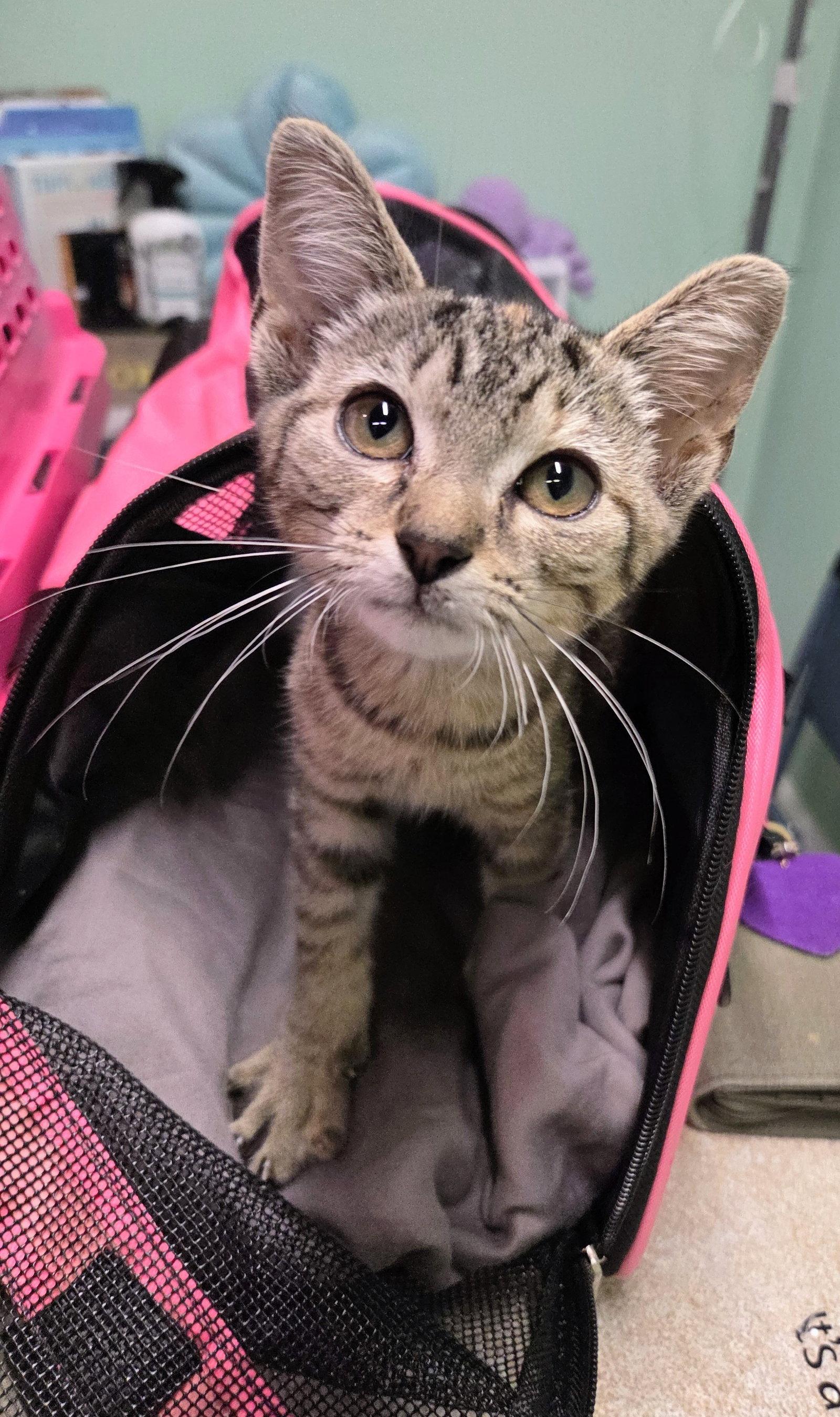 River Kitten, a Adoptable Domestic Short Hair in Allentown, PA image 2/2