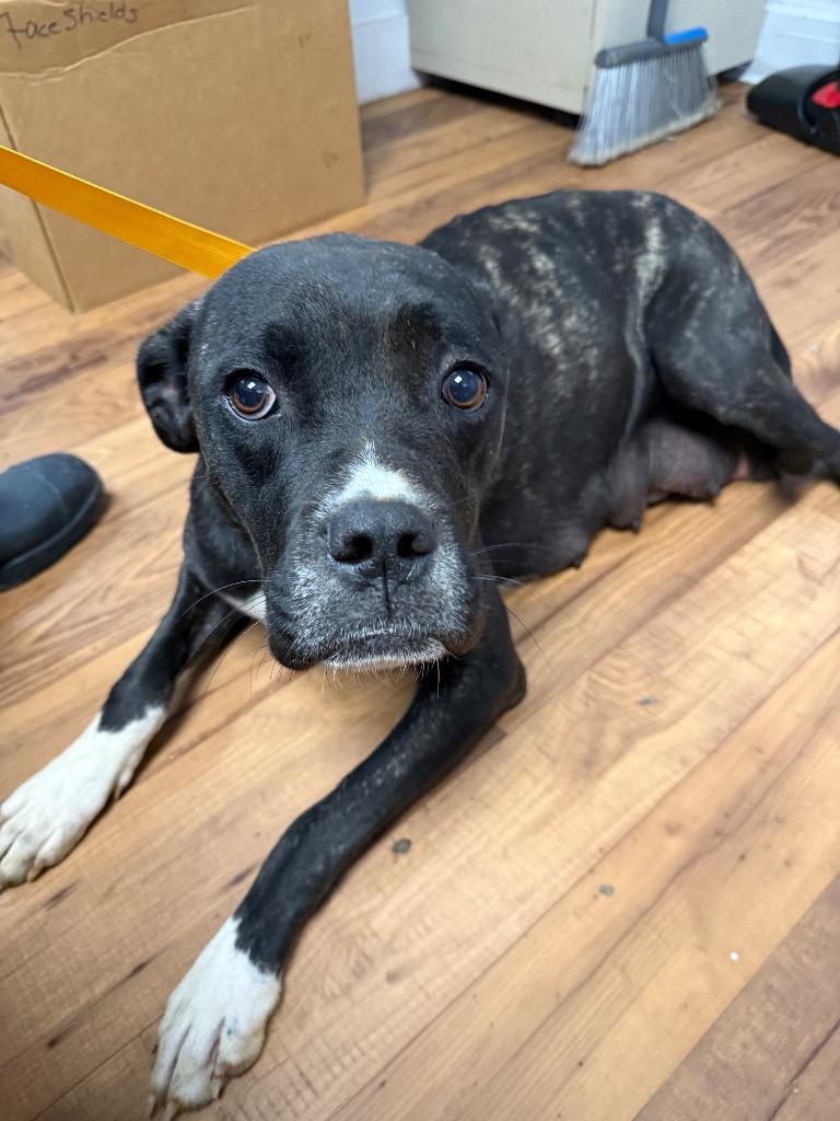 Mummy, Adoptable, Adult Female Boxer & Mastiff.