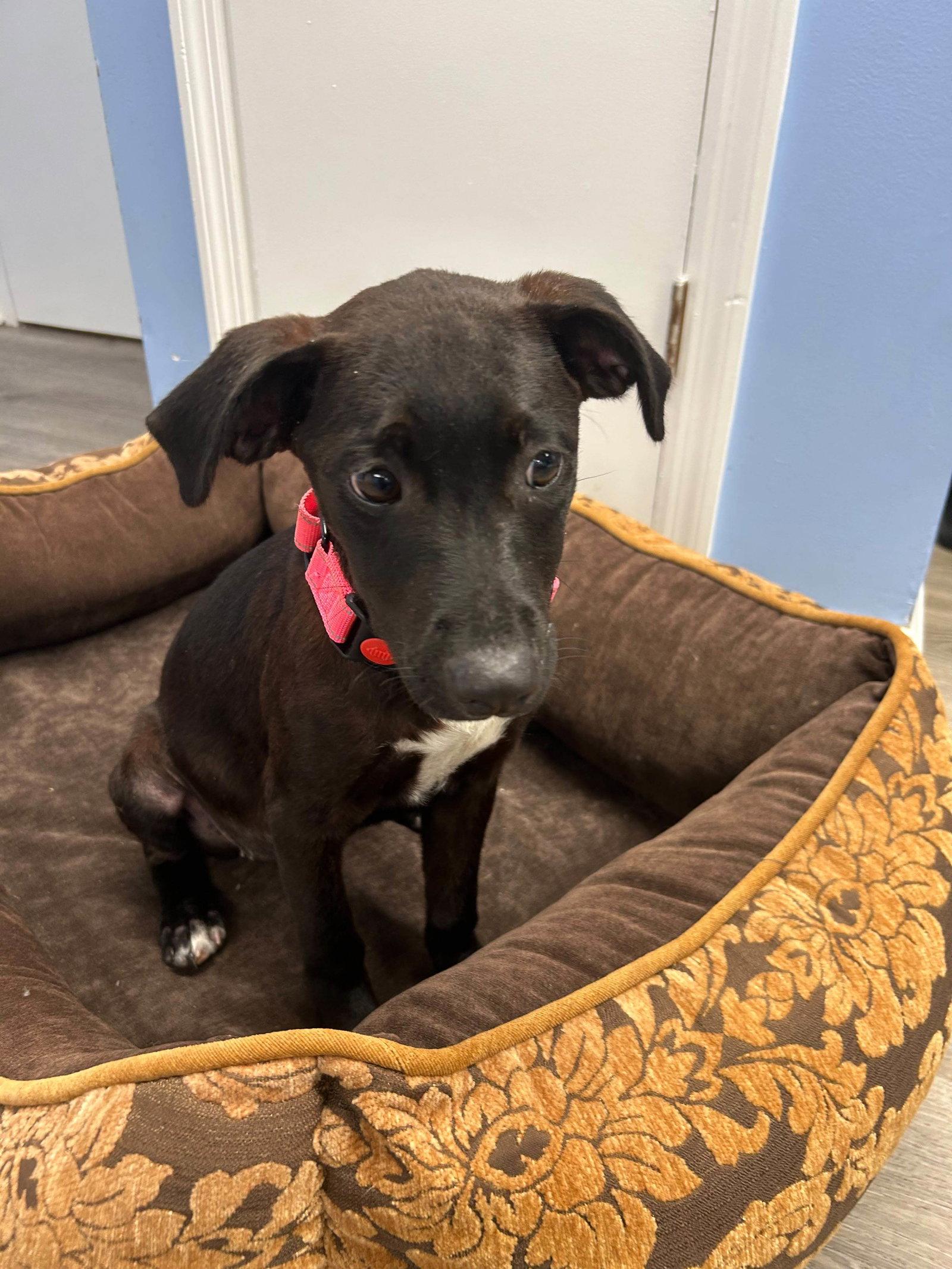 Stella, Adoptable, Puppy Female Mixed Breed.