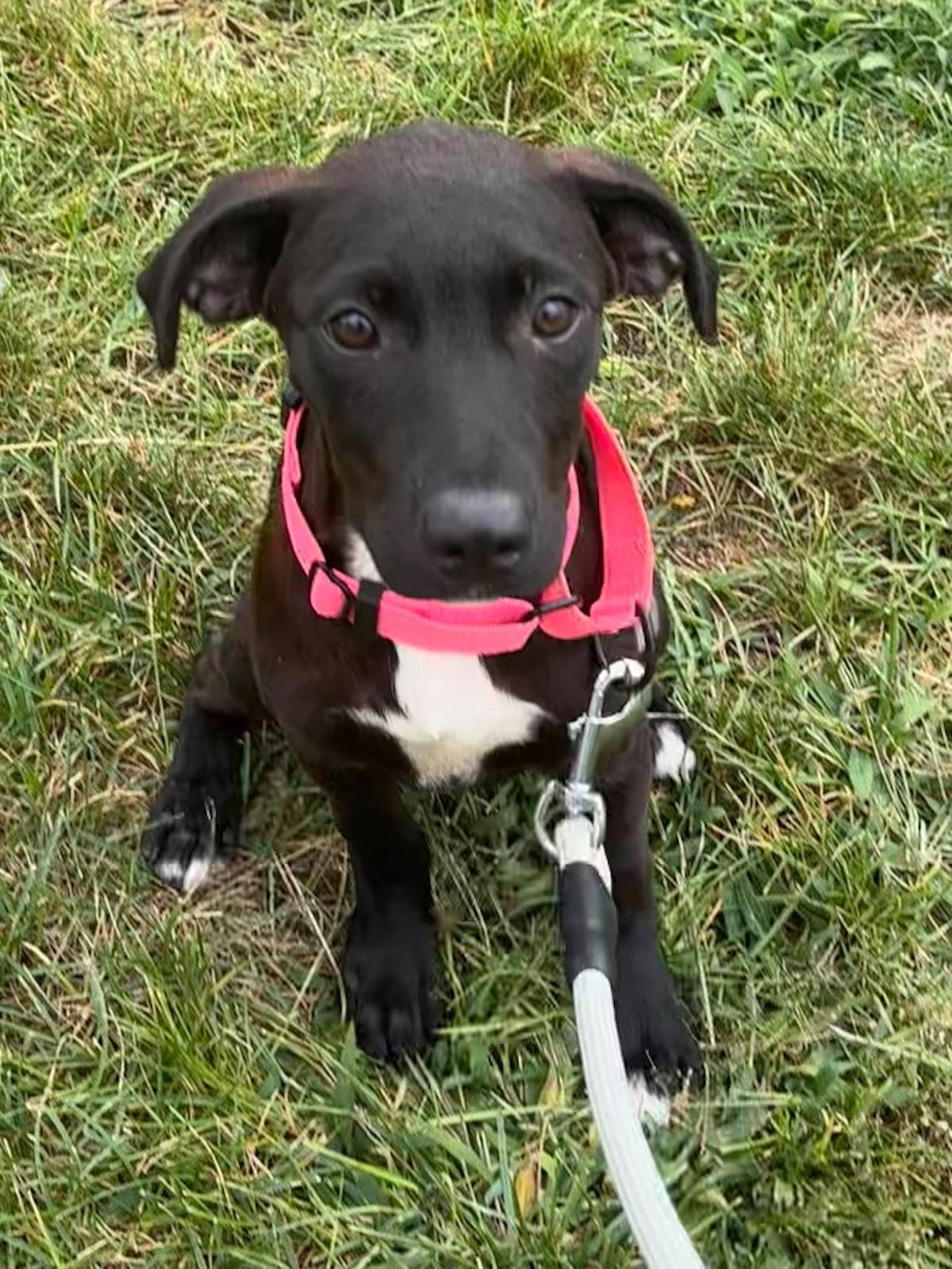 Enlarge Stella, a Adoptable Mixed Breed in Cliffwood, NJ image 2/3